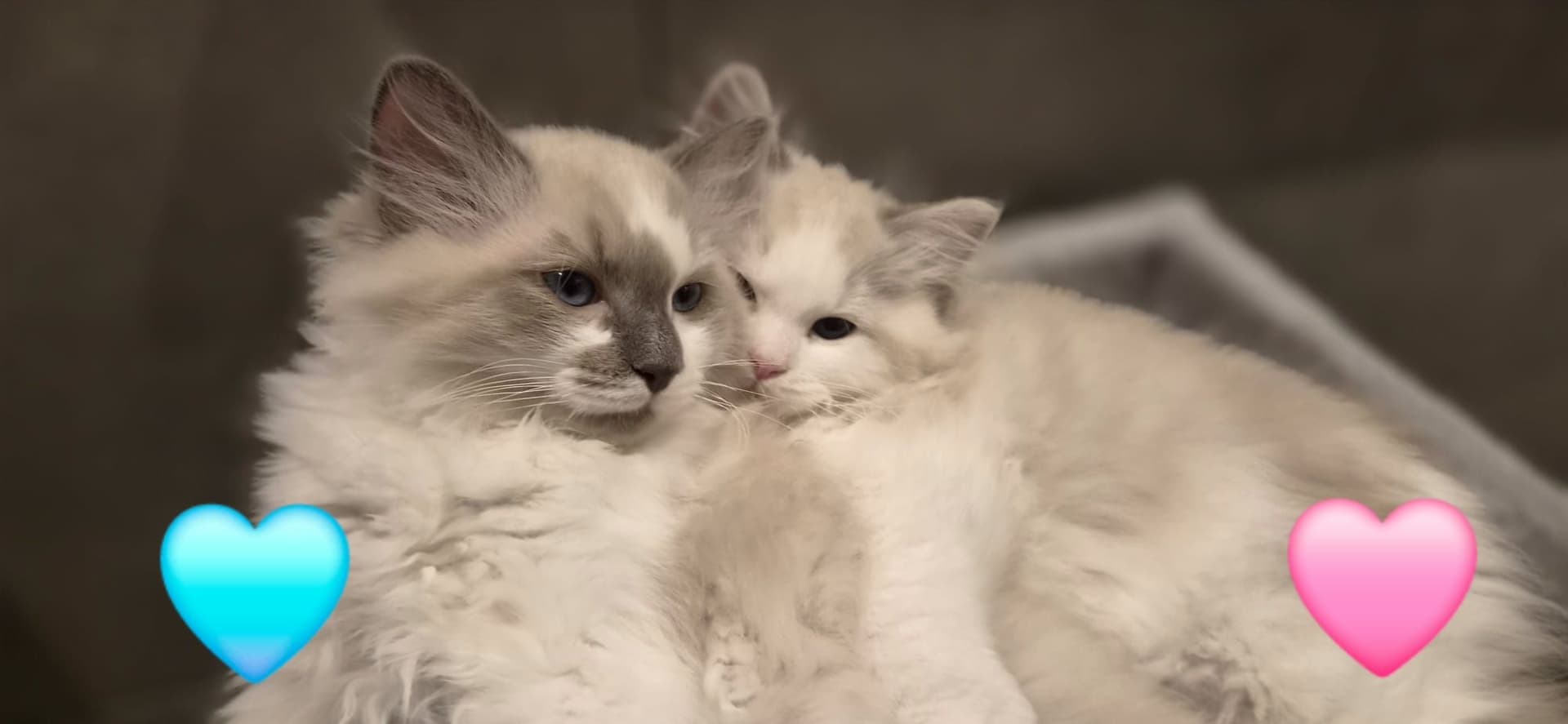 Ragdoll kitten te koop in Castricum: Lieve Ragdoll / Sibeer kittens aangeboden, foto 5