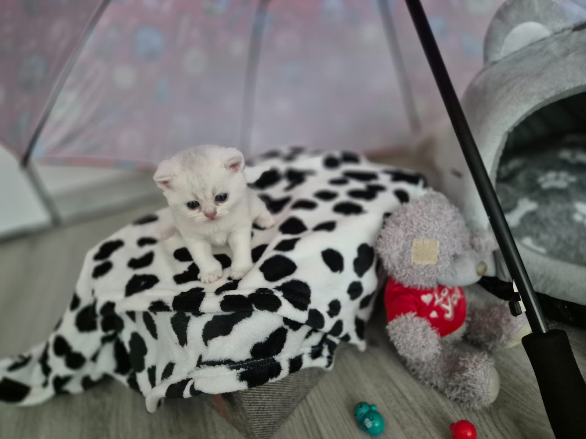 Kitten 1
