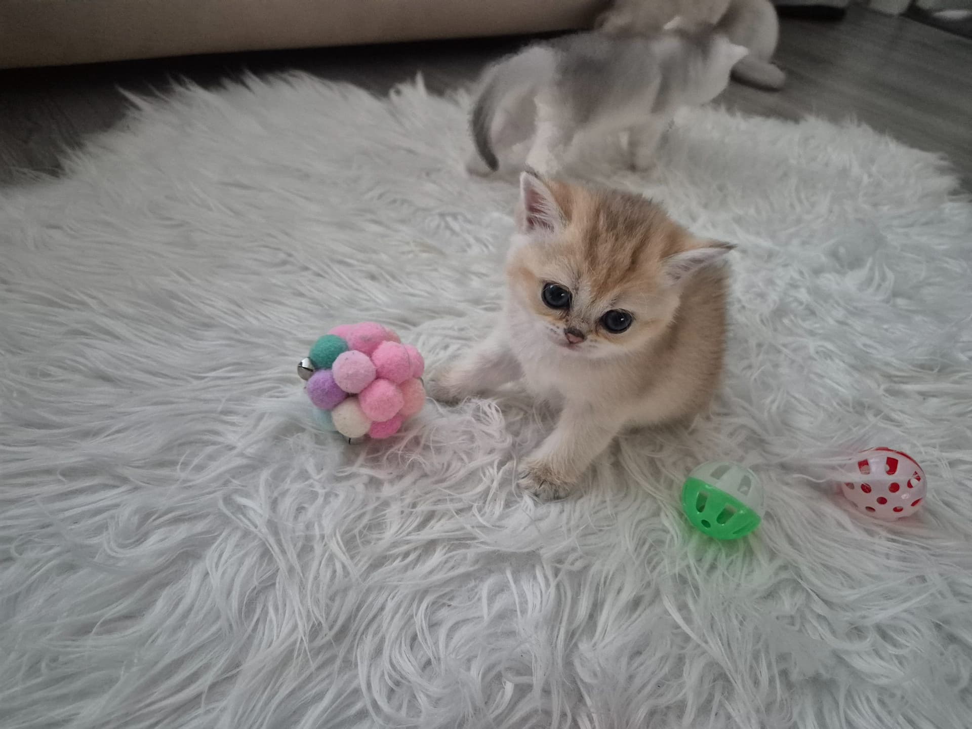 Kitten 2
