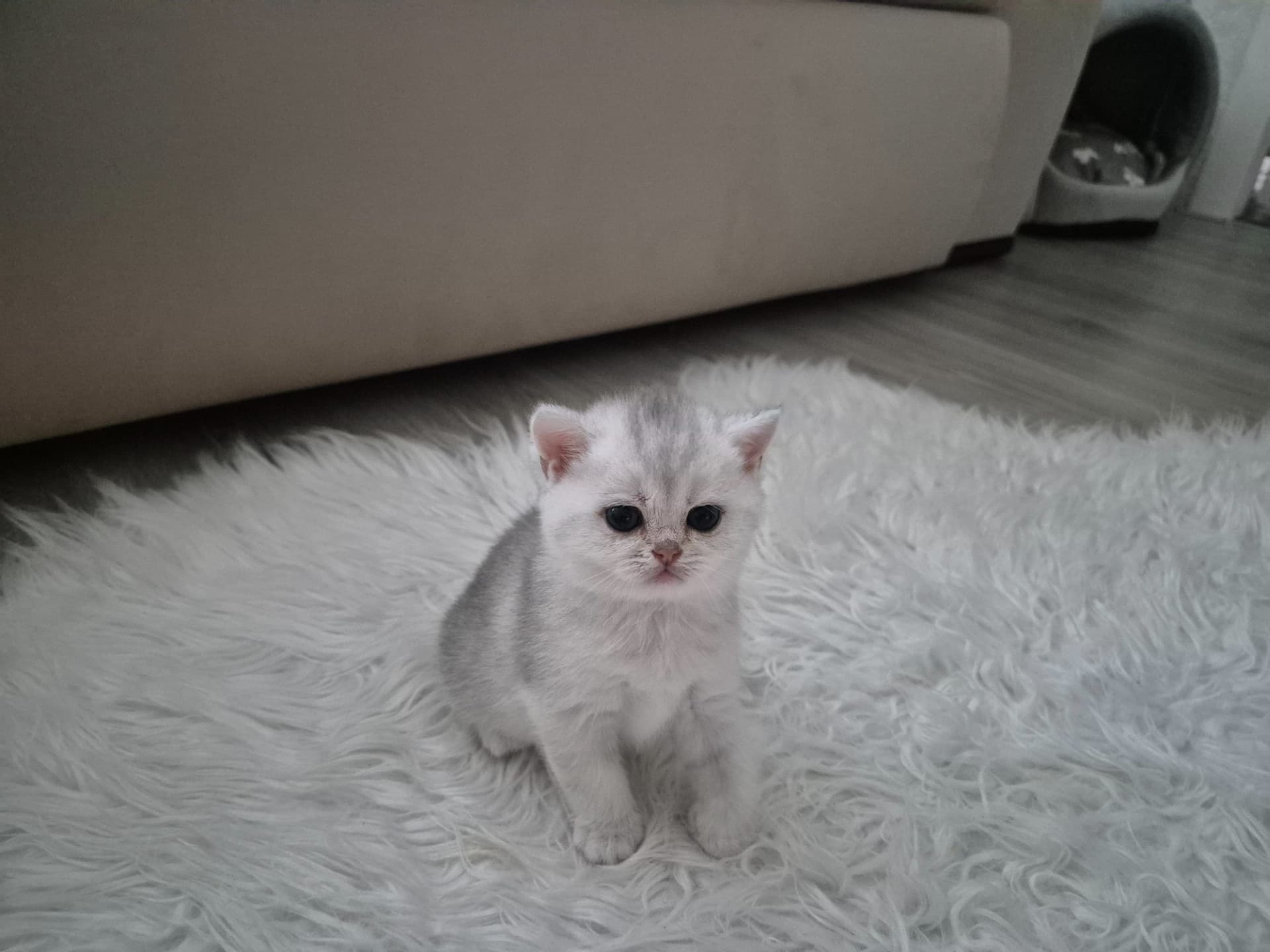 Kitten 3