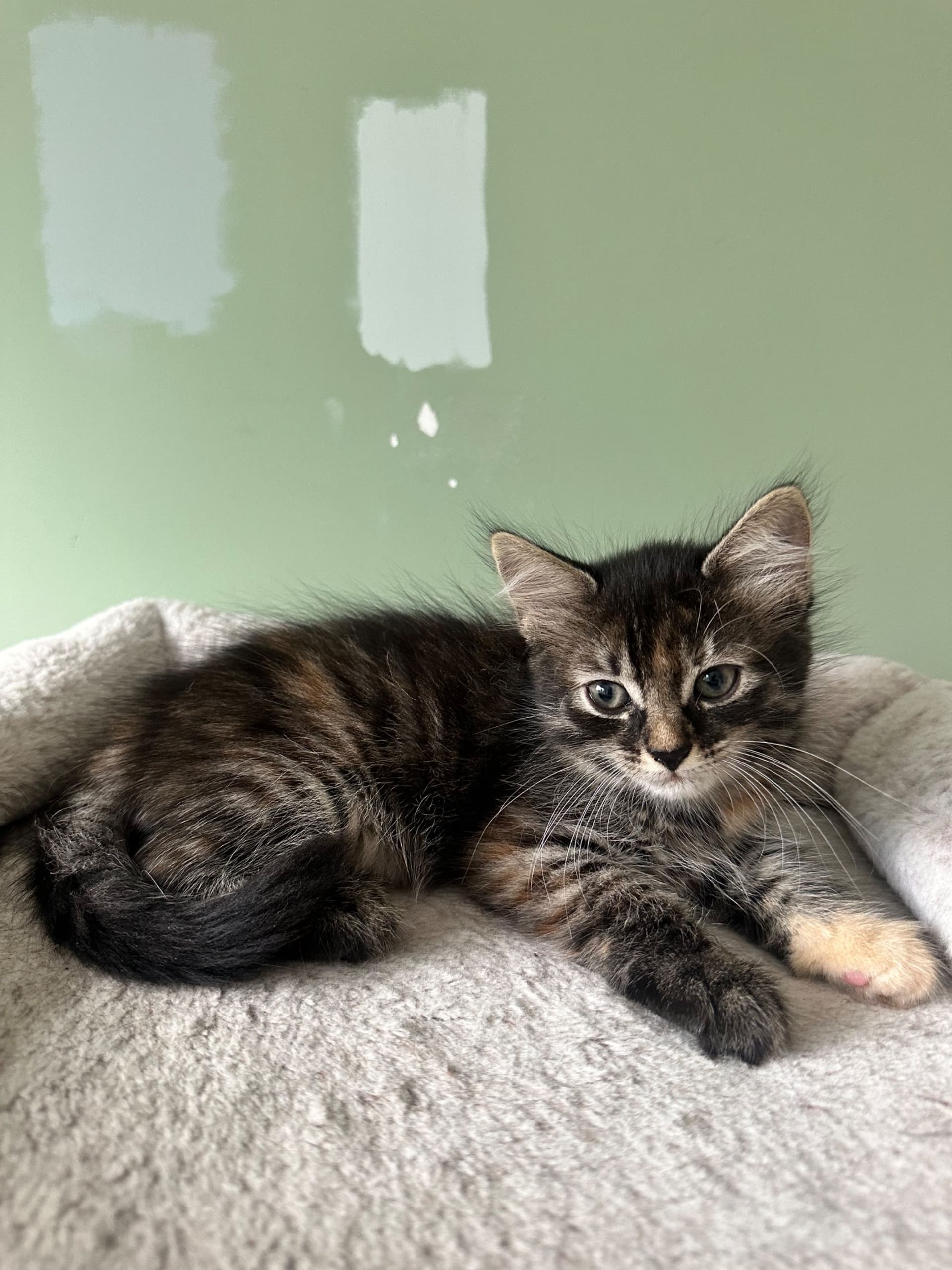 Kitten 1, Twin