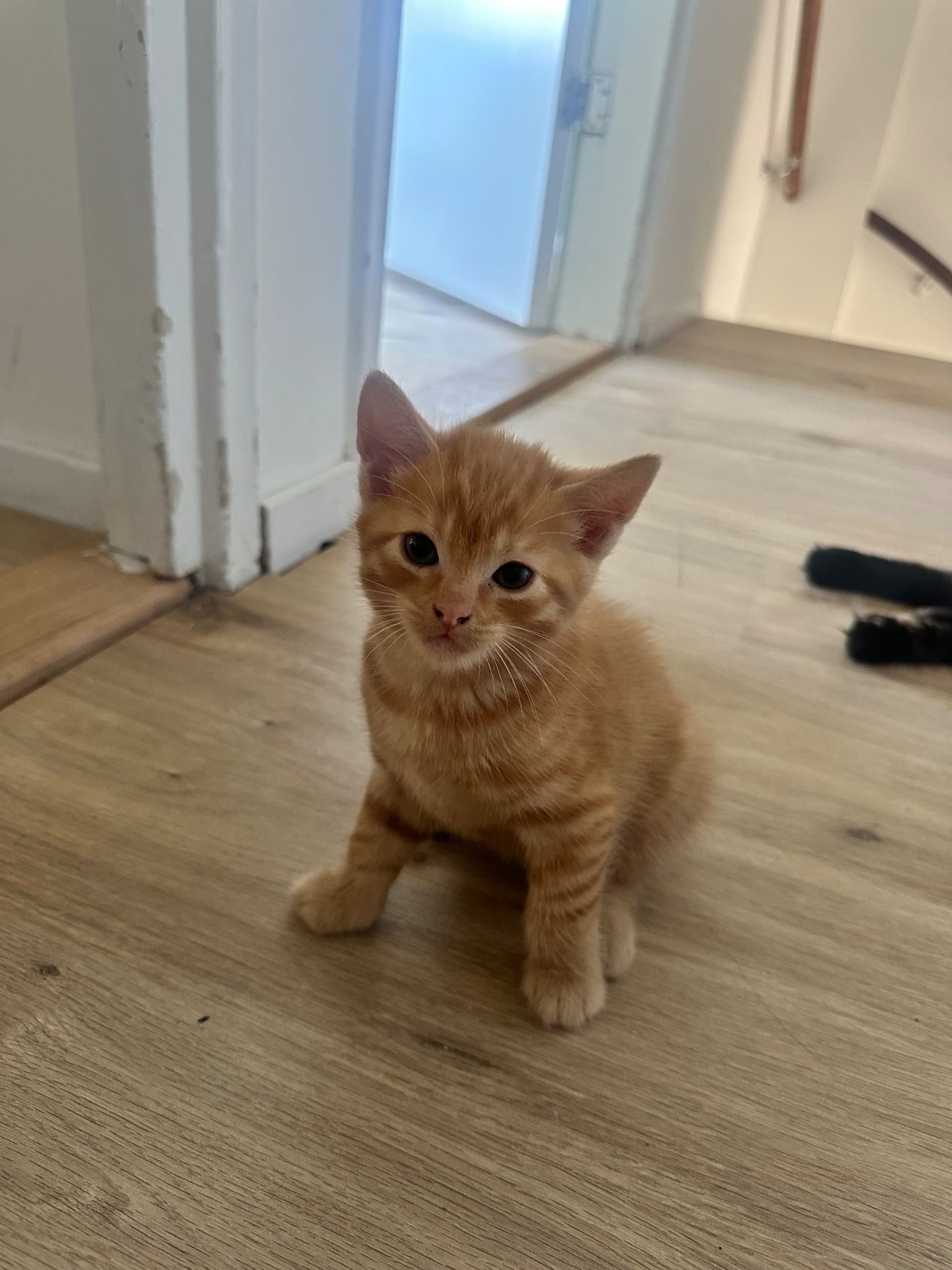 Kitten 2, Gember
