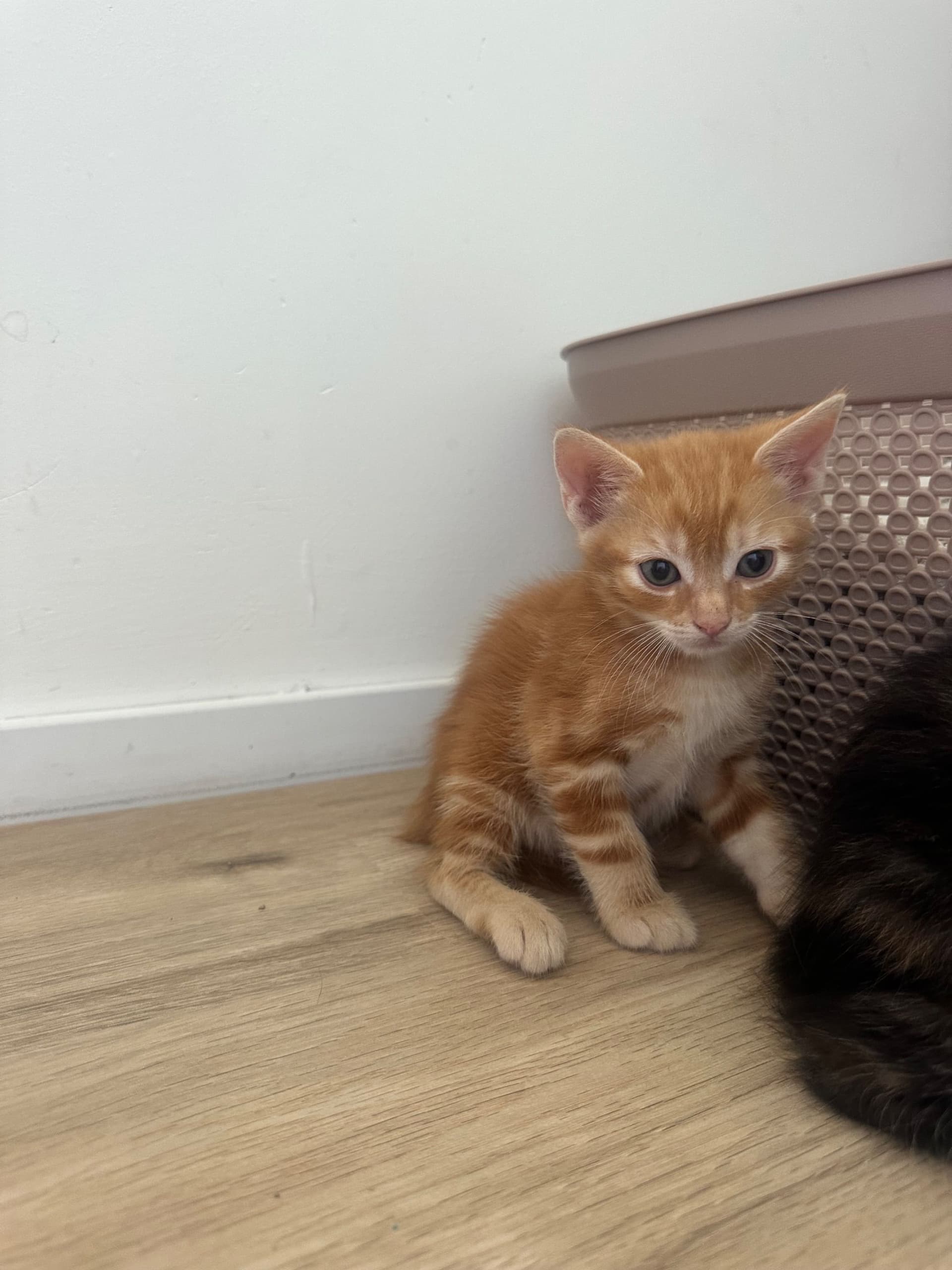 Kitten 3, Kaasbal