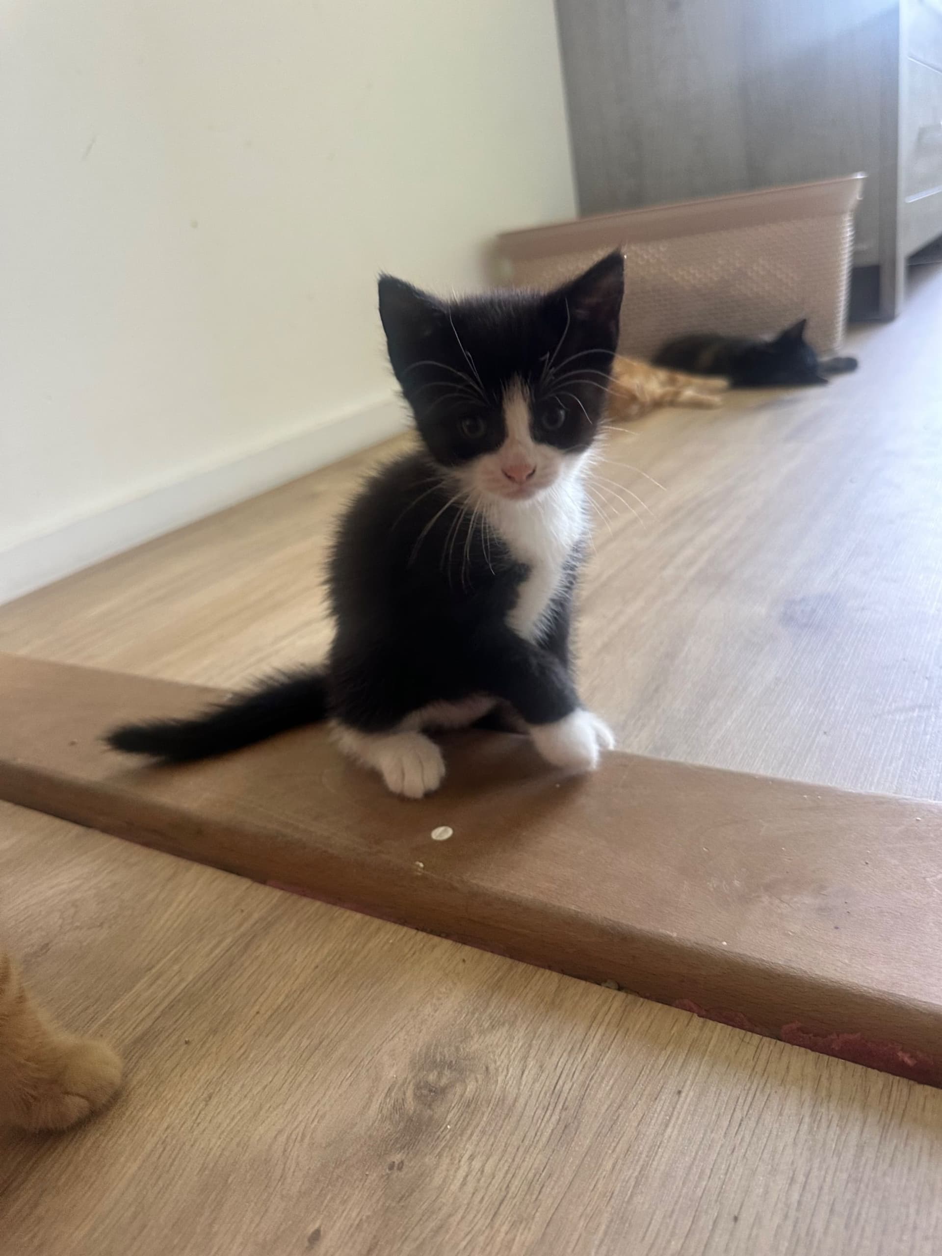 Kitten 4, Batman