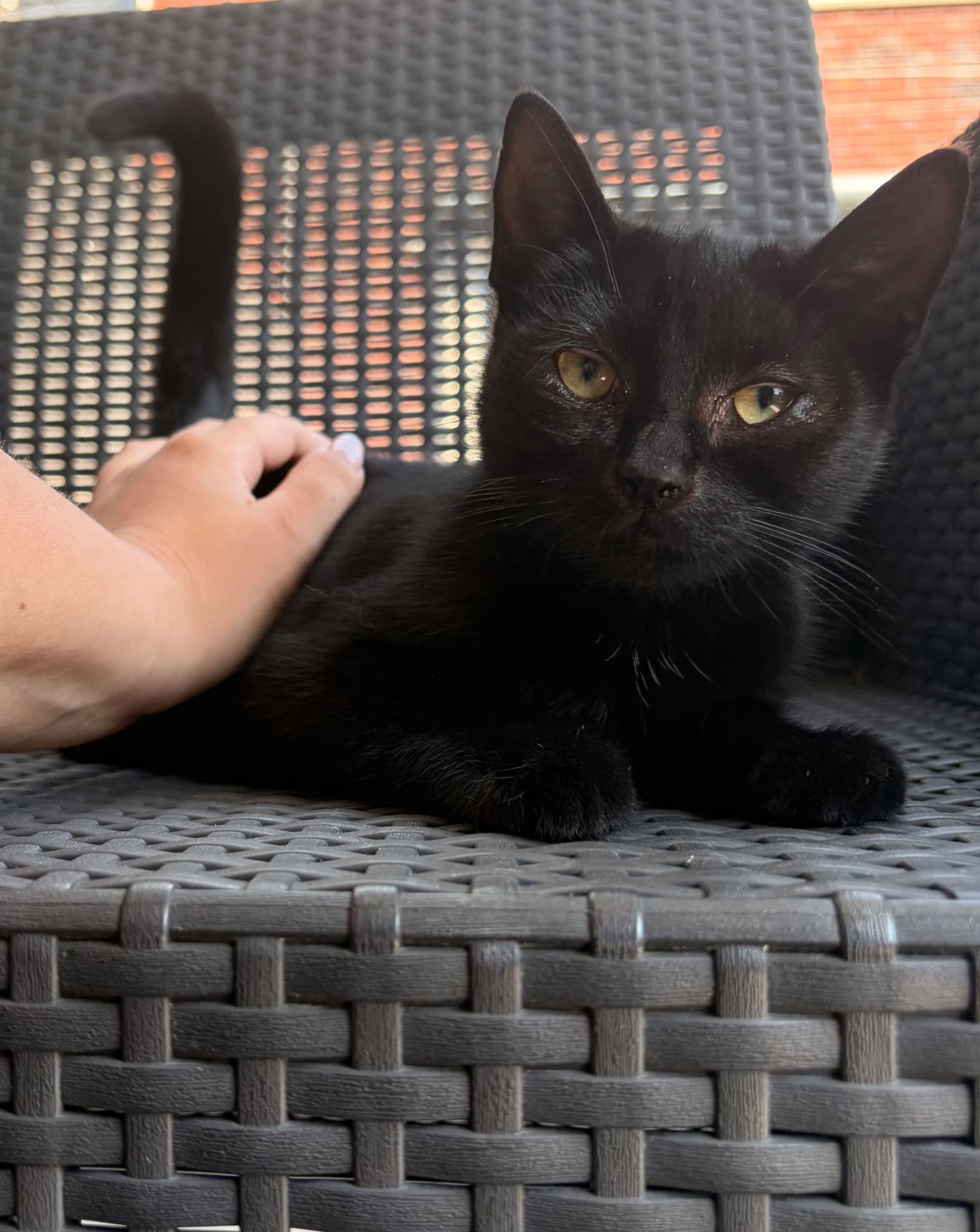 Mimi