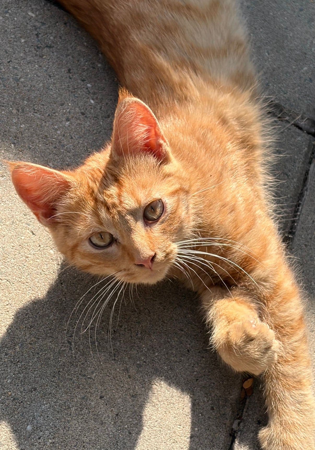 Simba