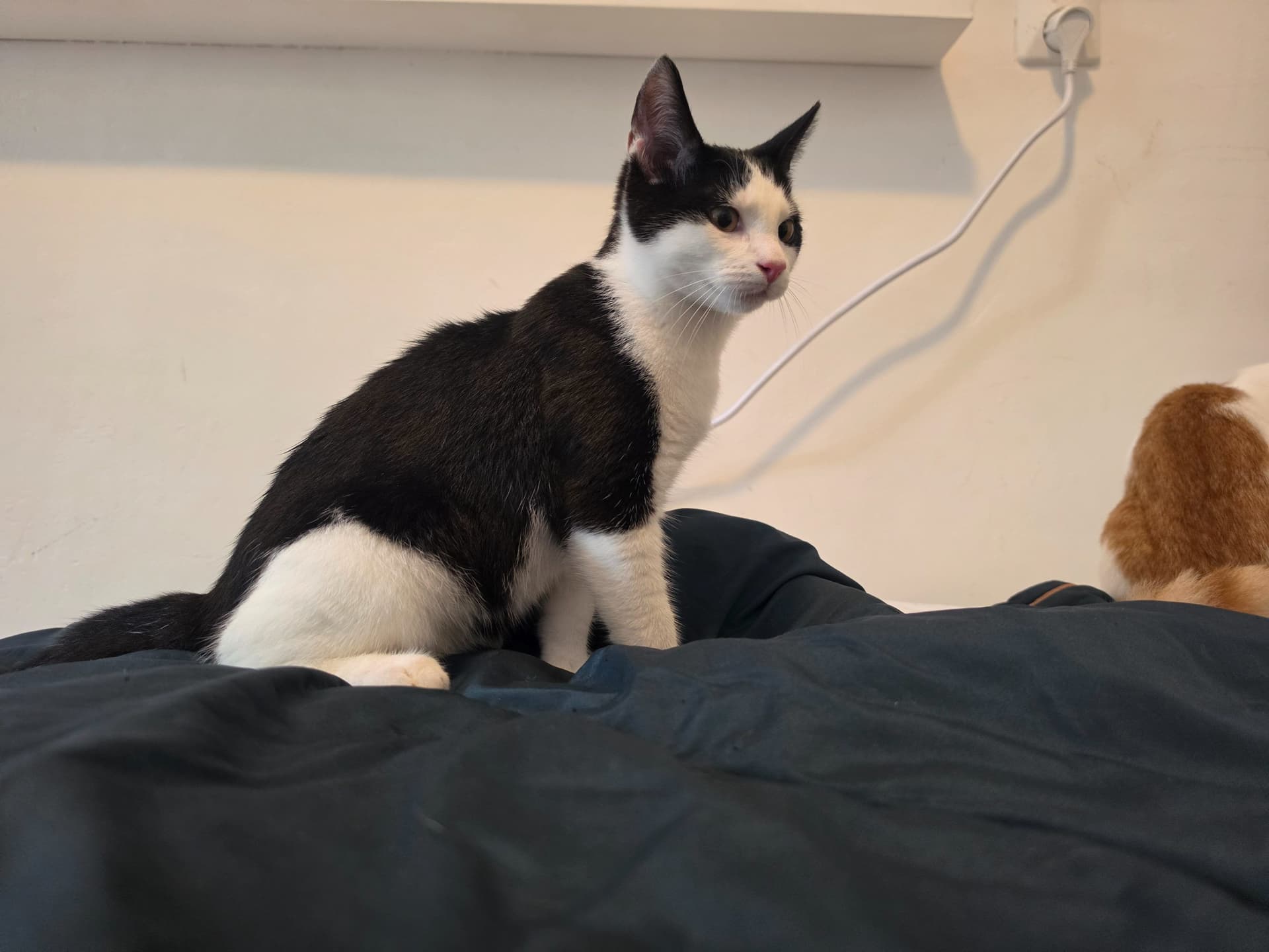Kitten 1