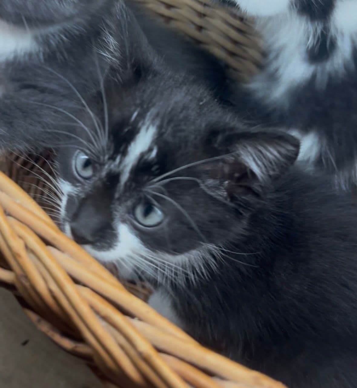 Kitten 1