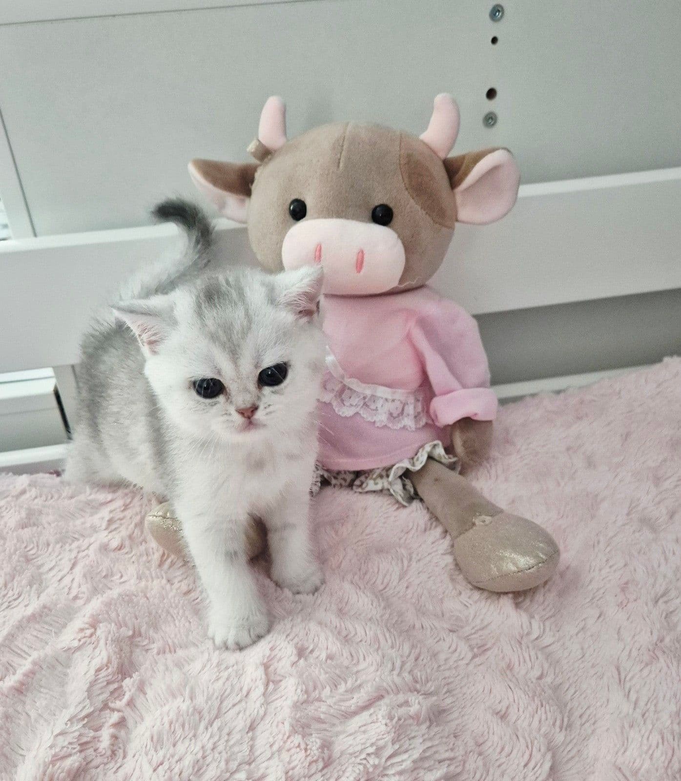 Kitten 3