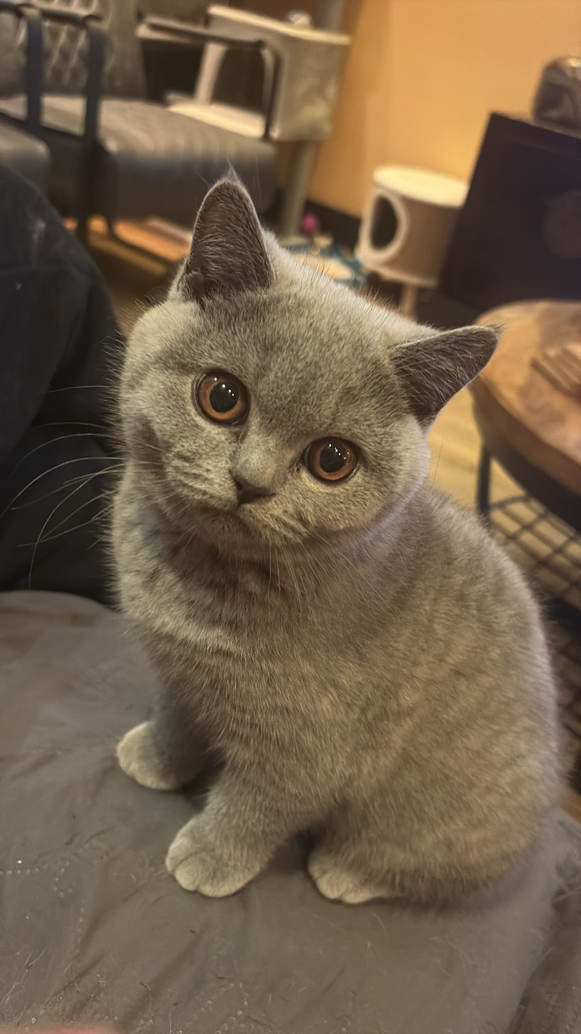 Kitten 1