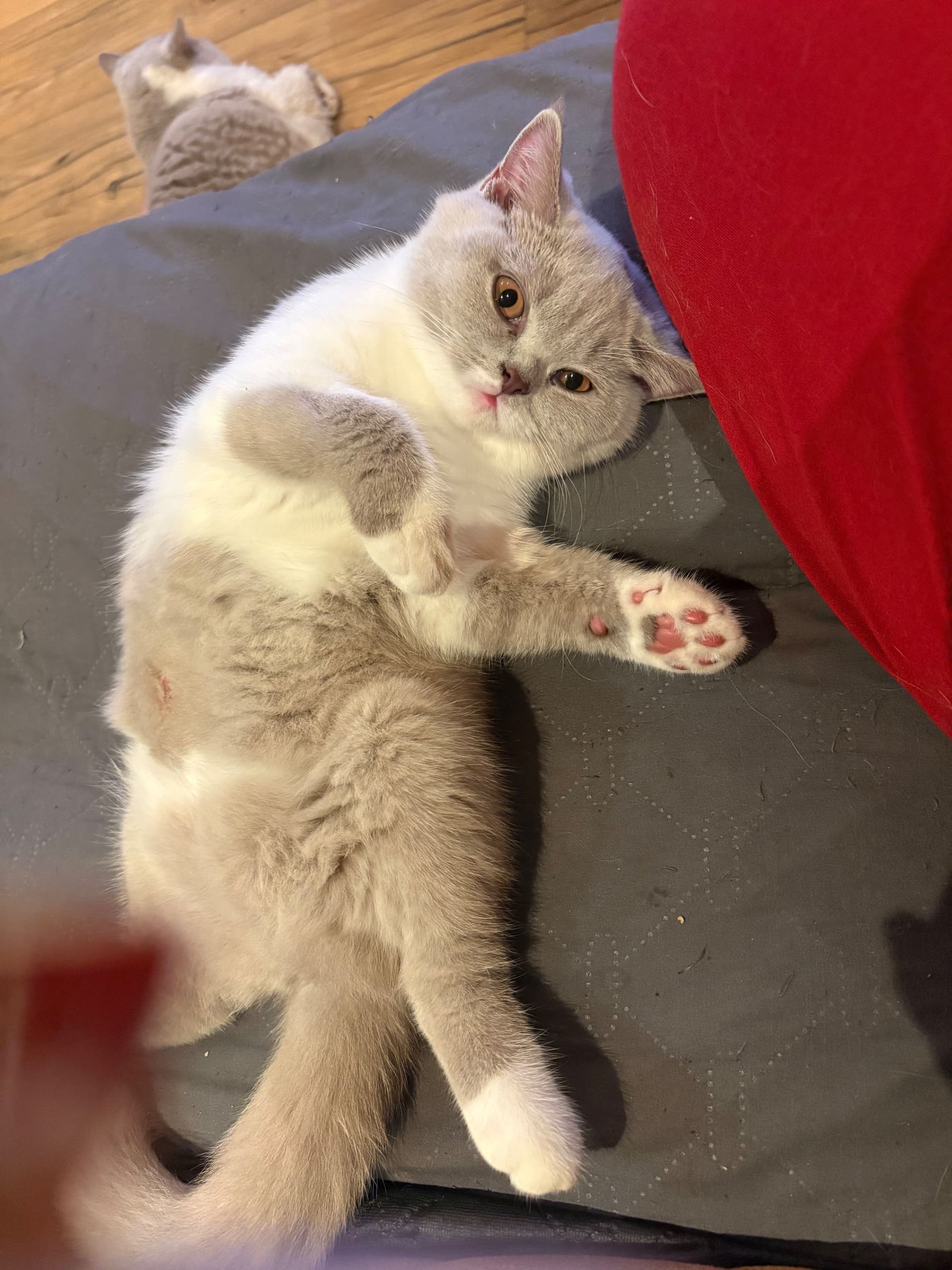 Kitten 2
