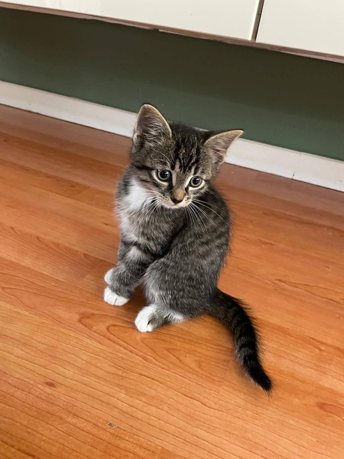 Kitten 1 - grijze tijgerkat