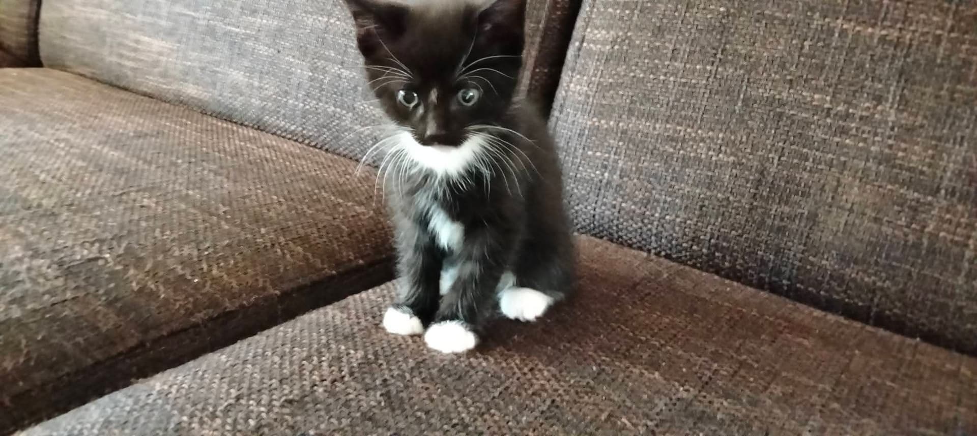 Kitten 2 - zwart met beetje wit