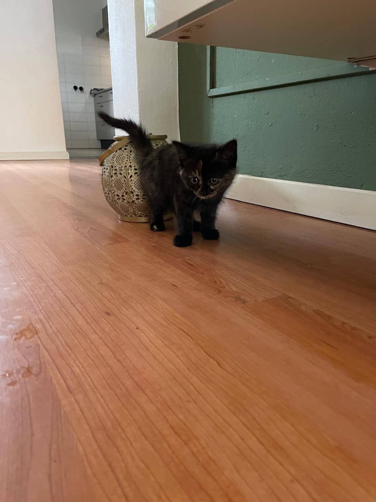 Kitten 3 - zwart/bruin gemêleerd