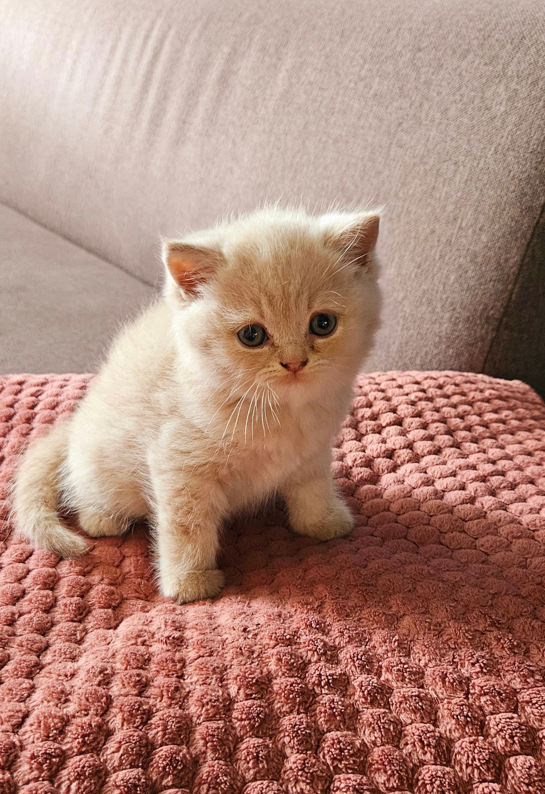 Kitten 1