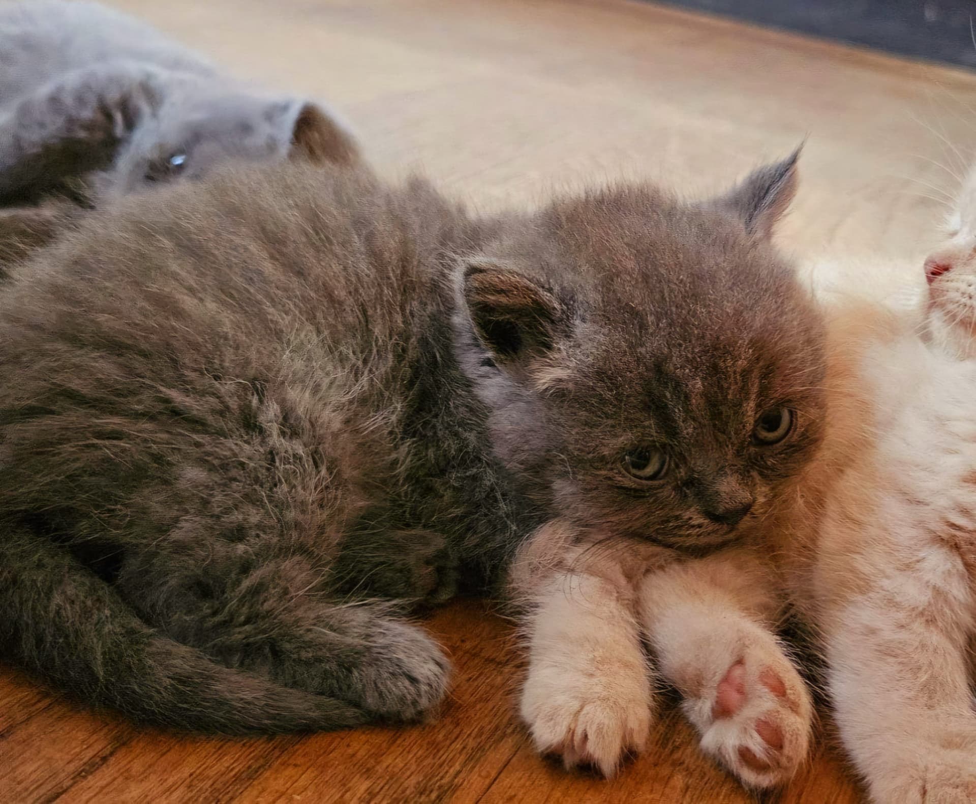 Kitten 2
