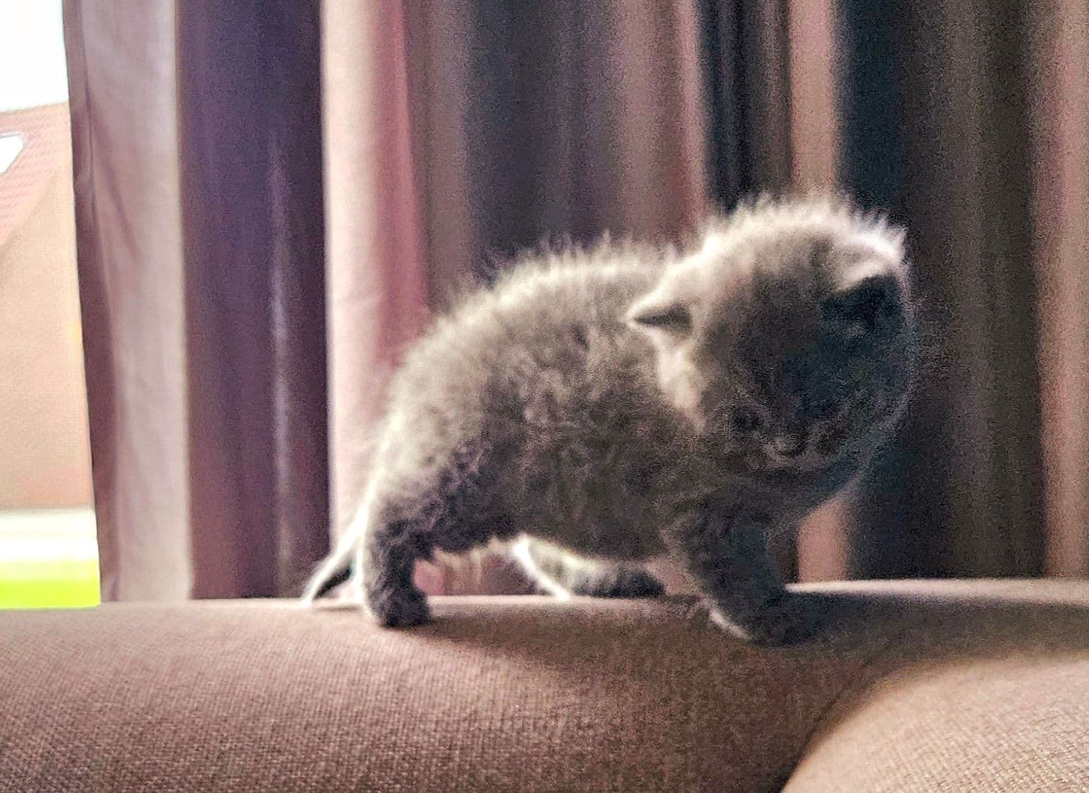 Kitten 3