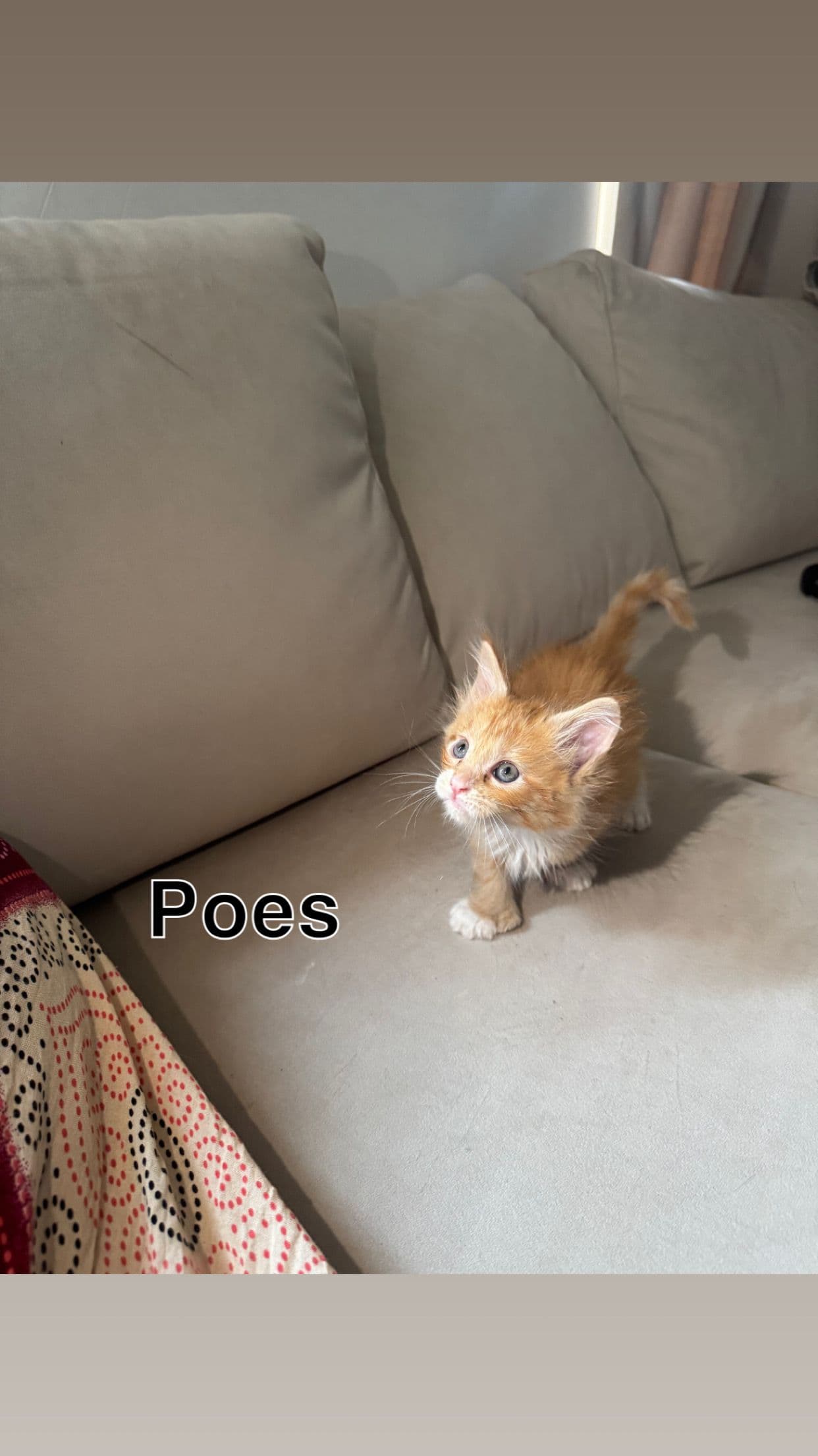 Kitten 1