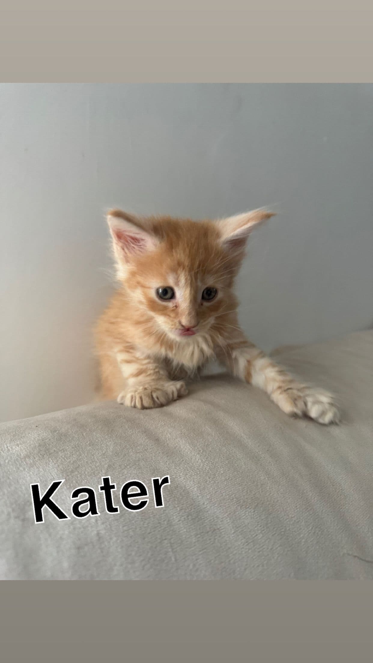 Kitten 2