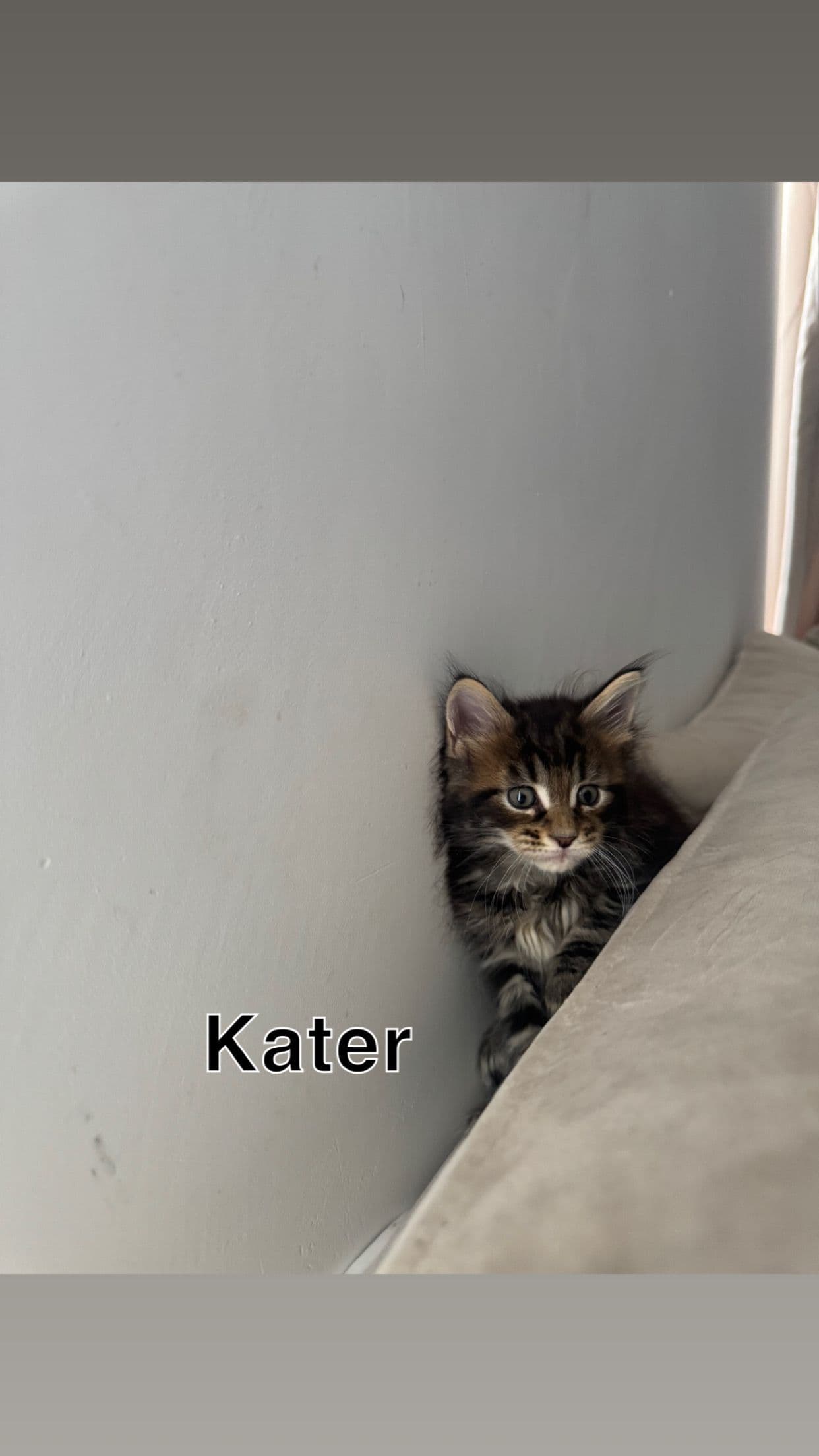 Kitten 3