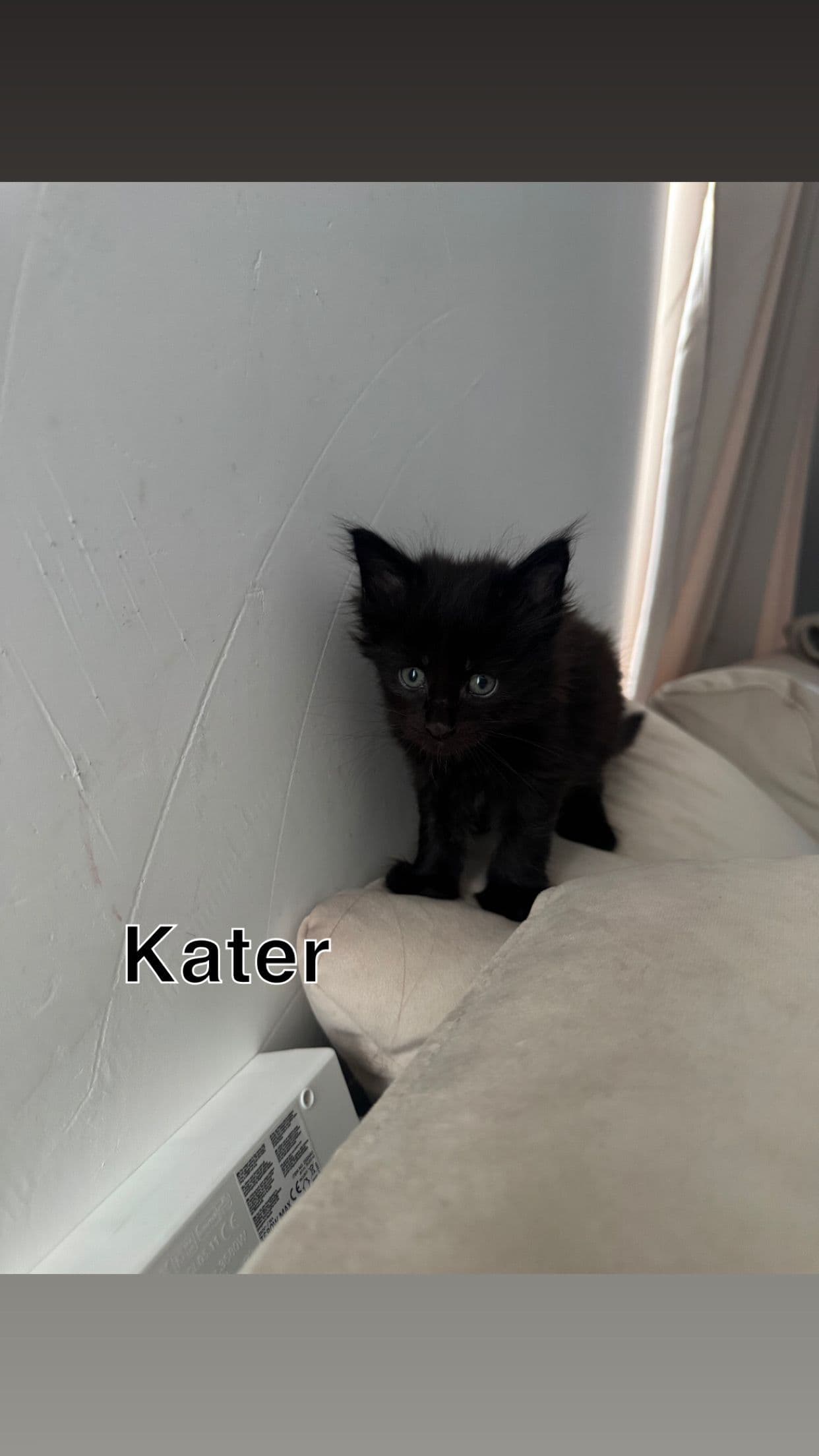 Kitten 4