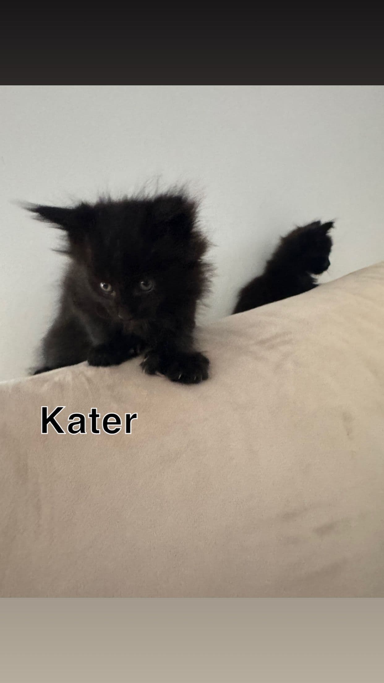 Kitten 5