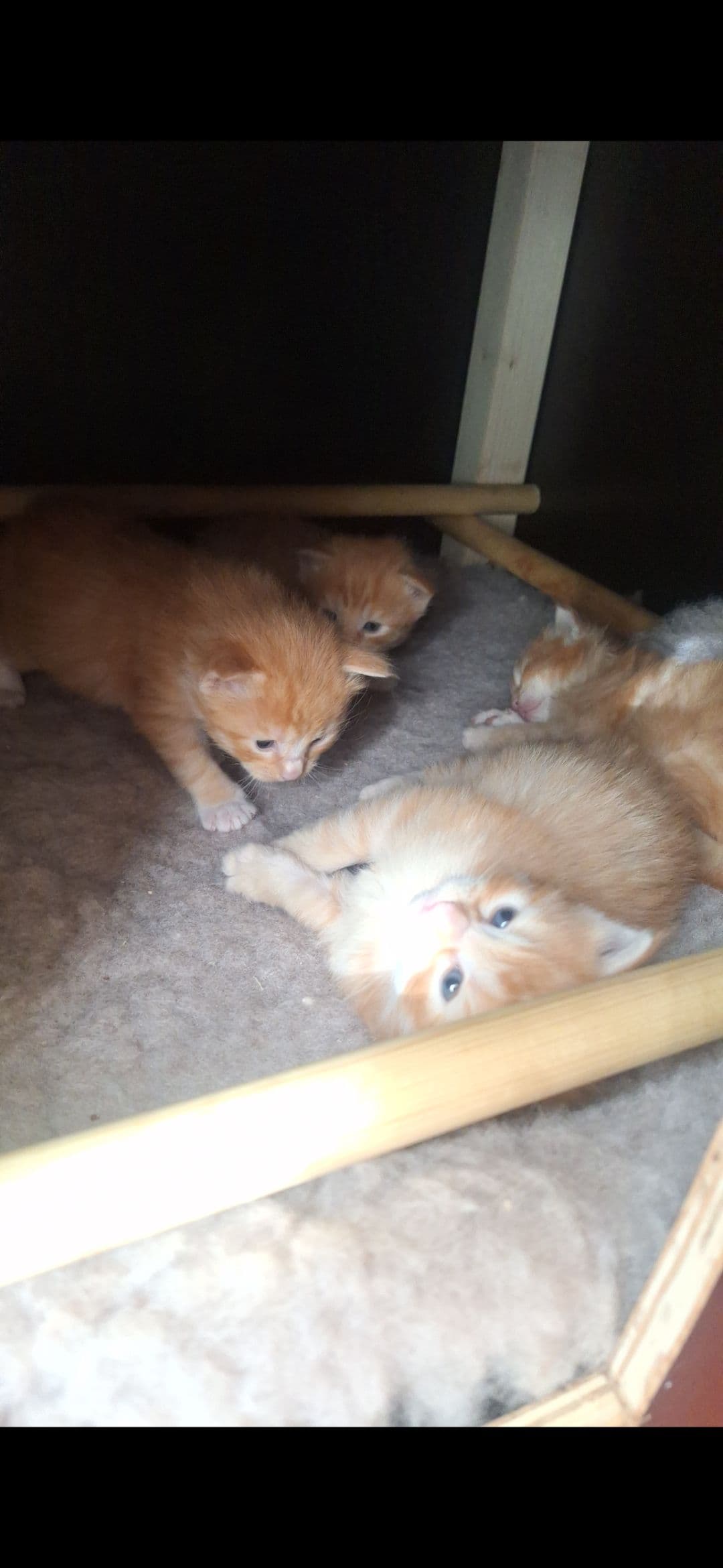 Kitten 1