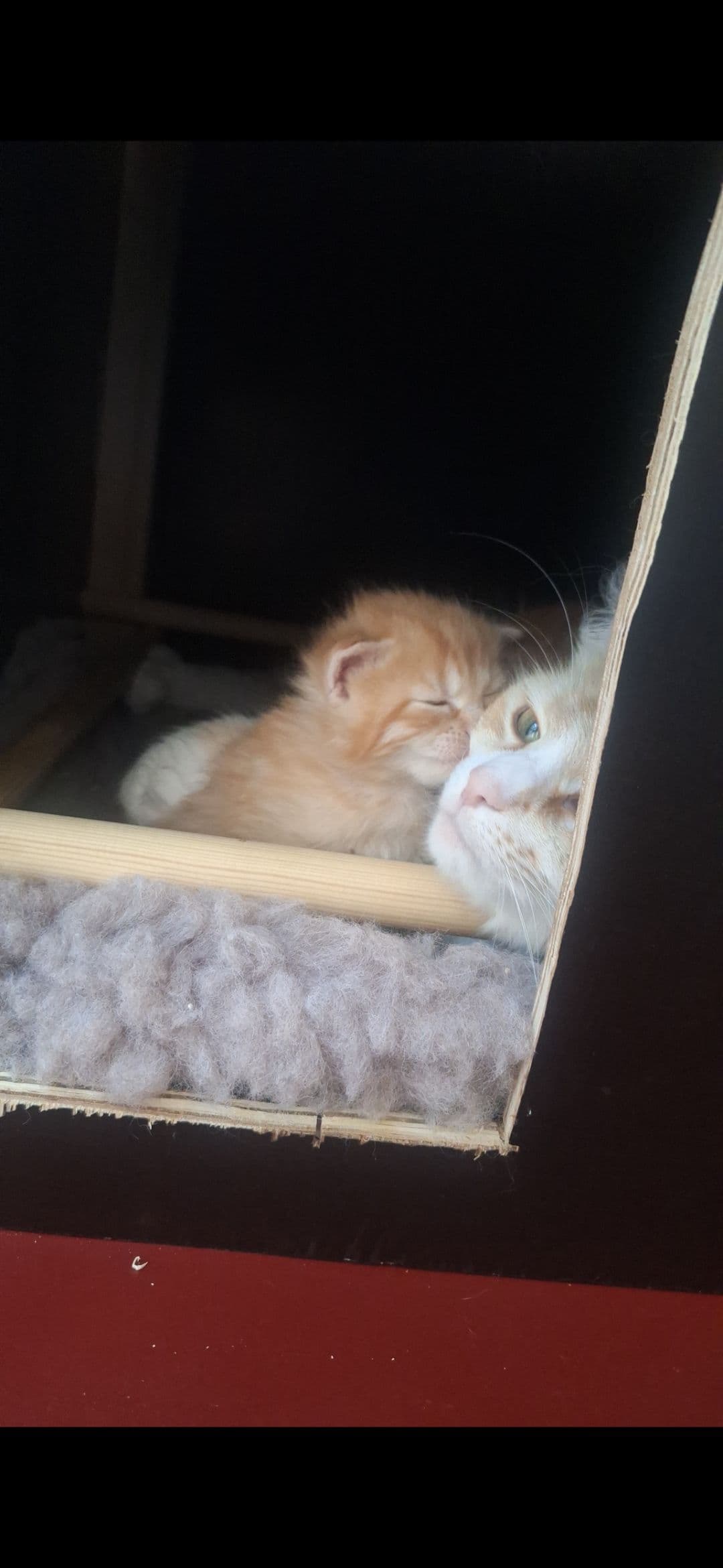 Kitten 2