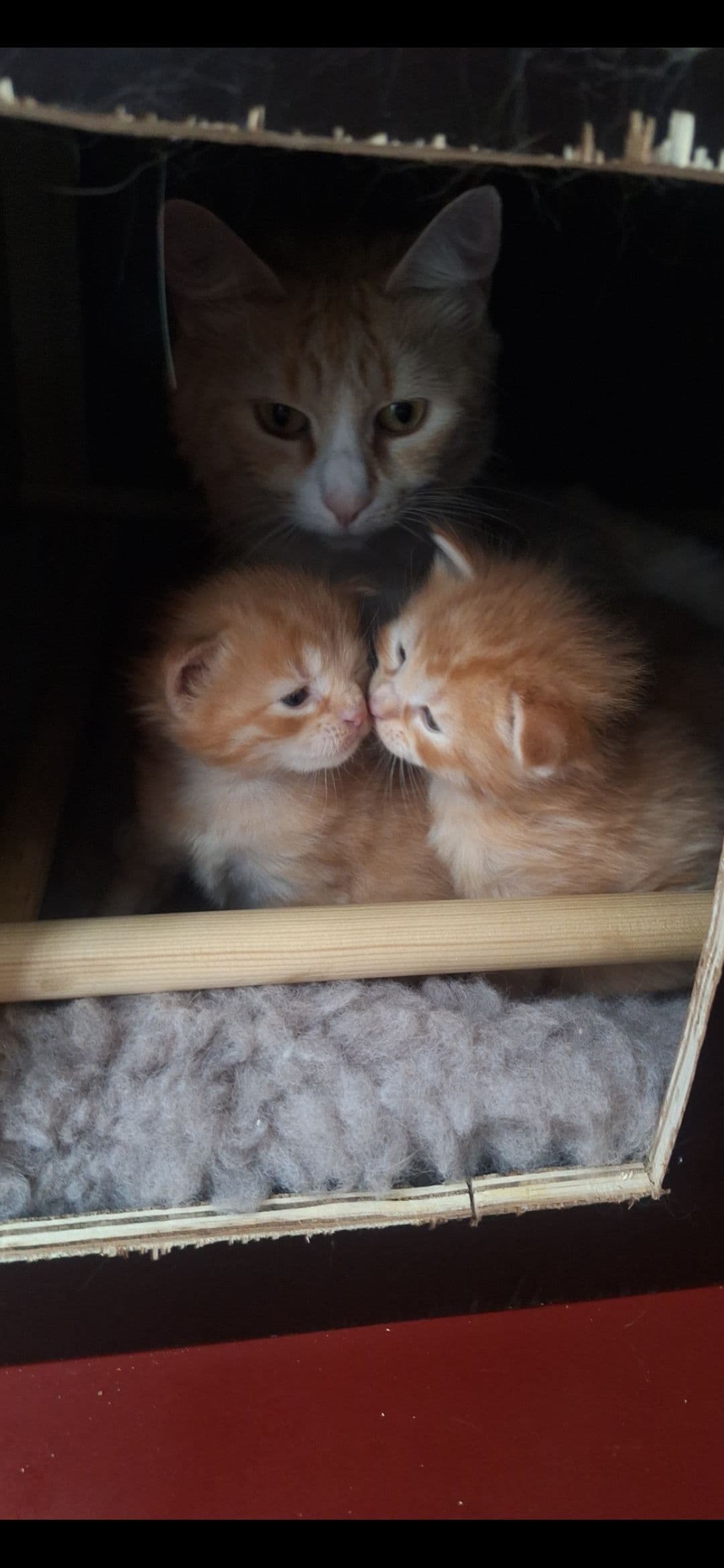Kitten 3