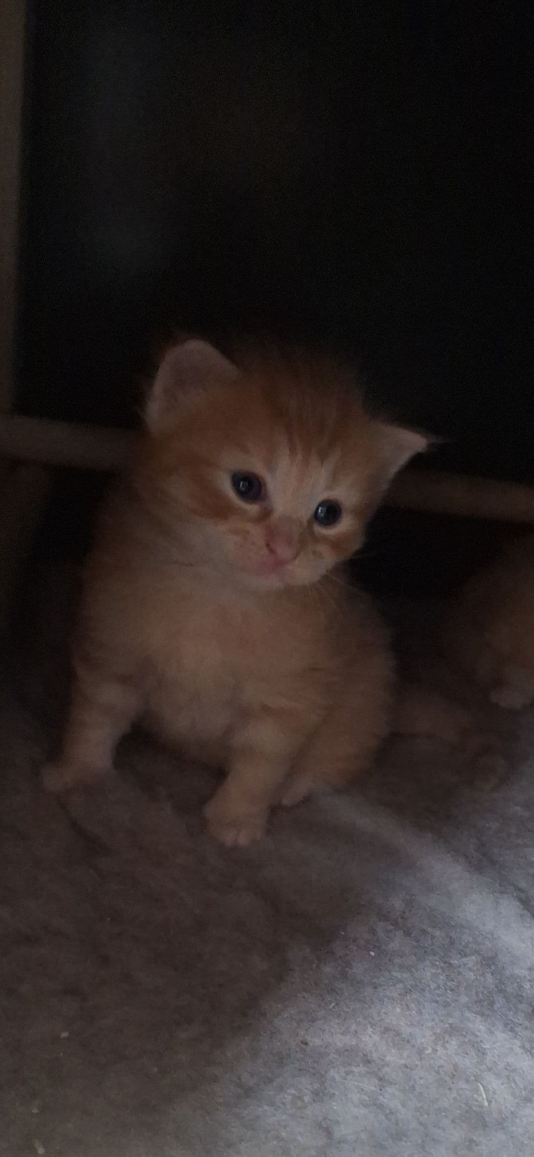 Kitten 4