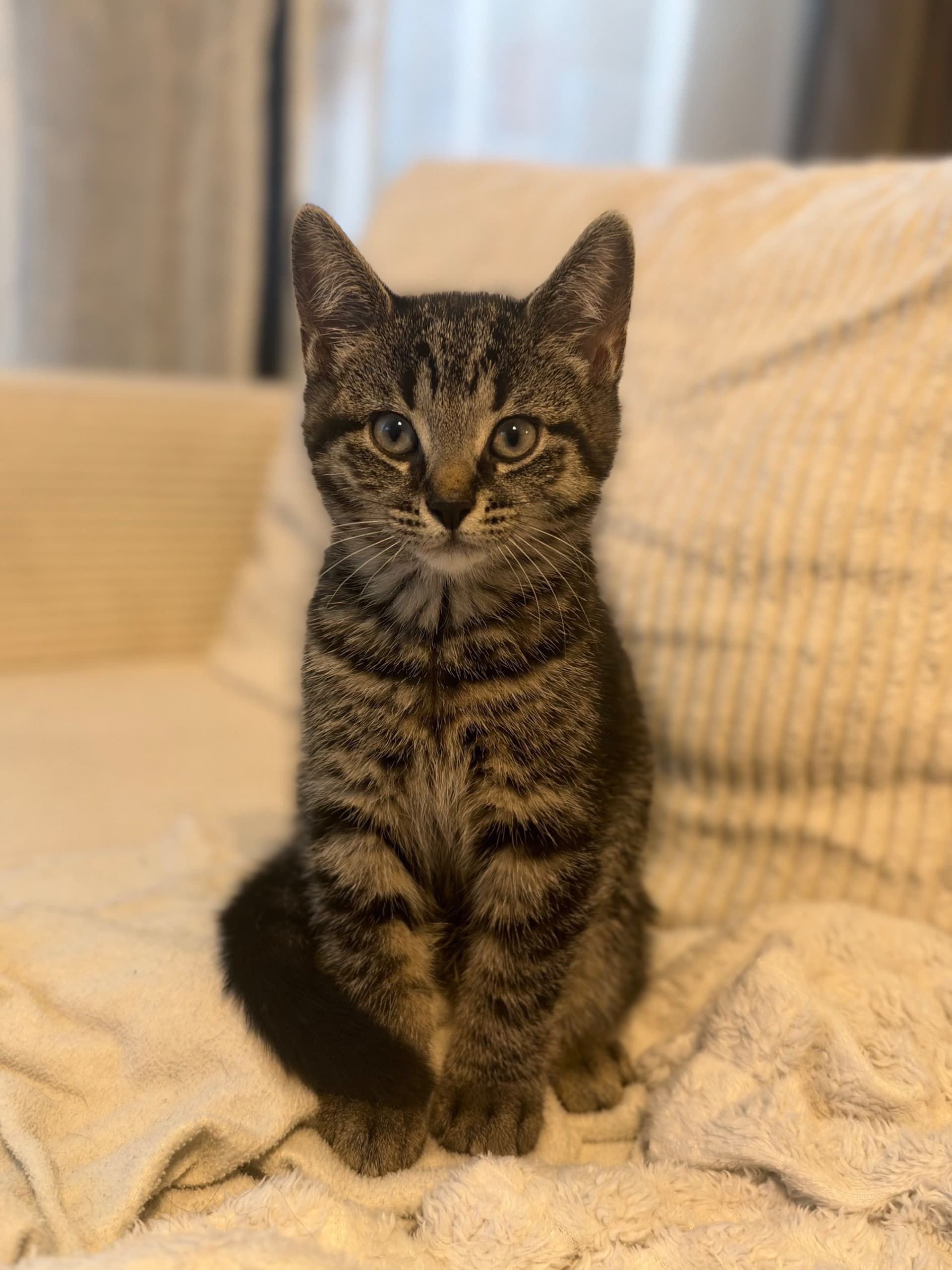 Kitten 1