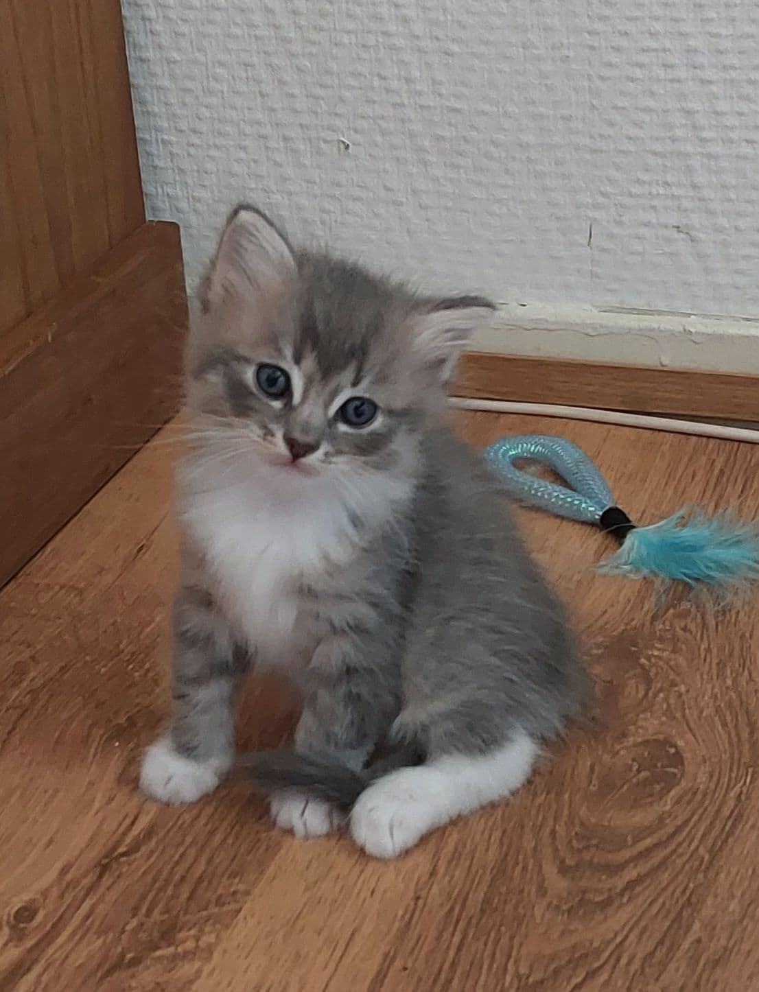 Kitten 1 (cj)