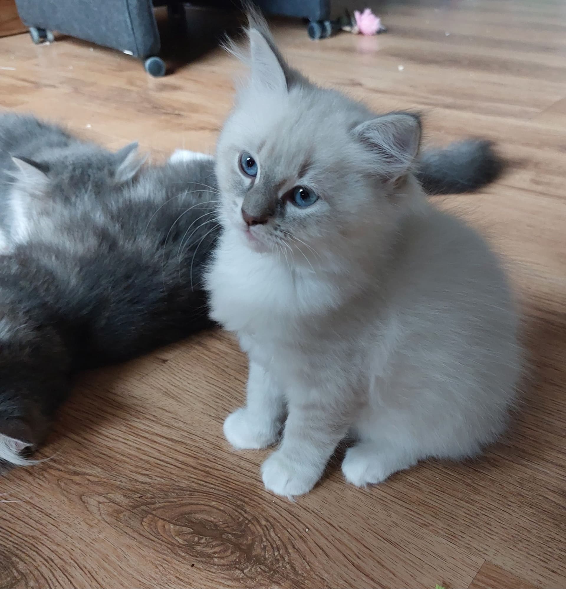 Kitten 2 (sox)