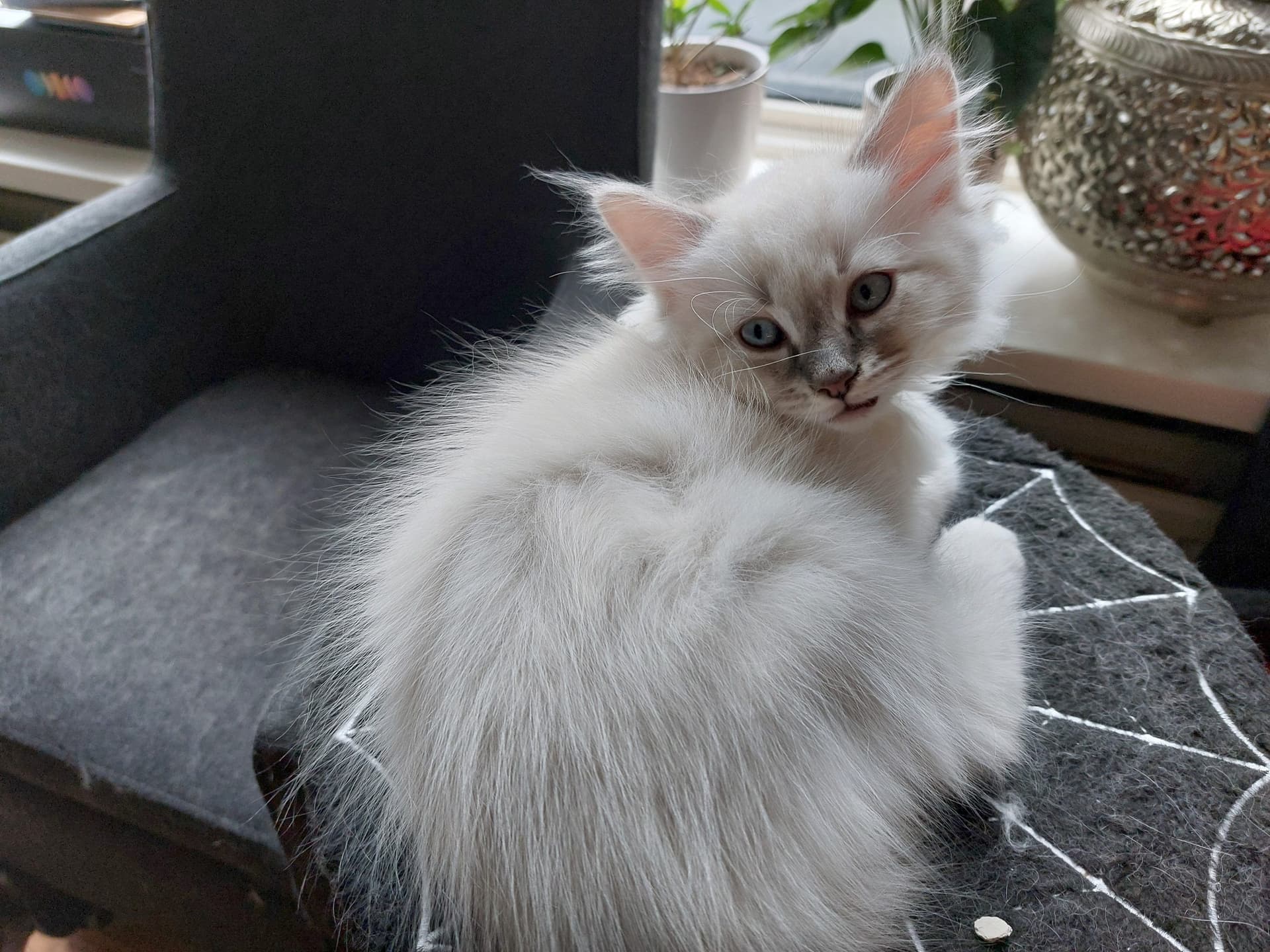Kitten 3