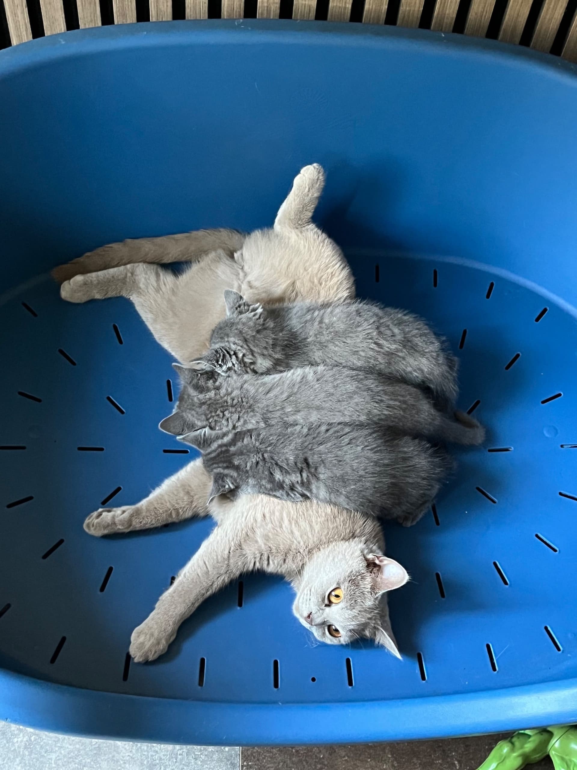 Moeder van Britse korthaar kittens laatste 3
