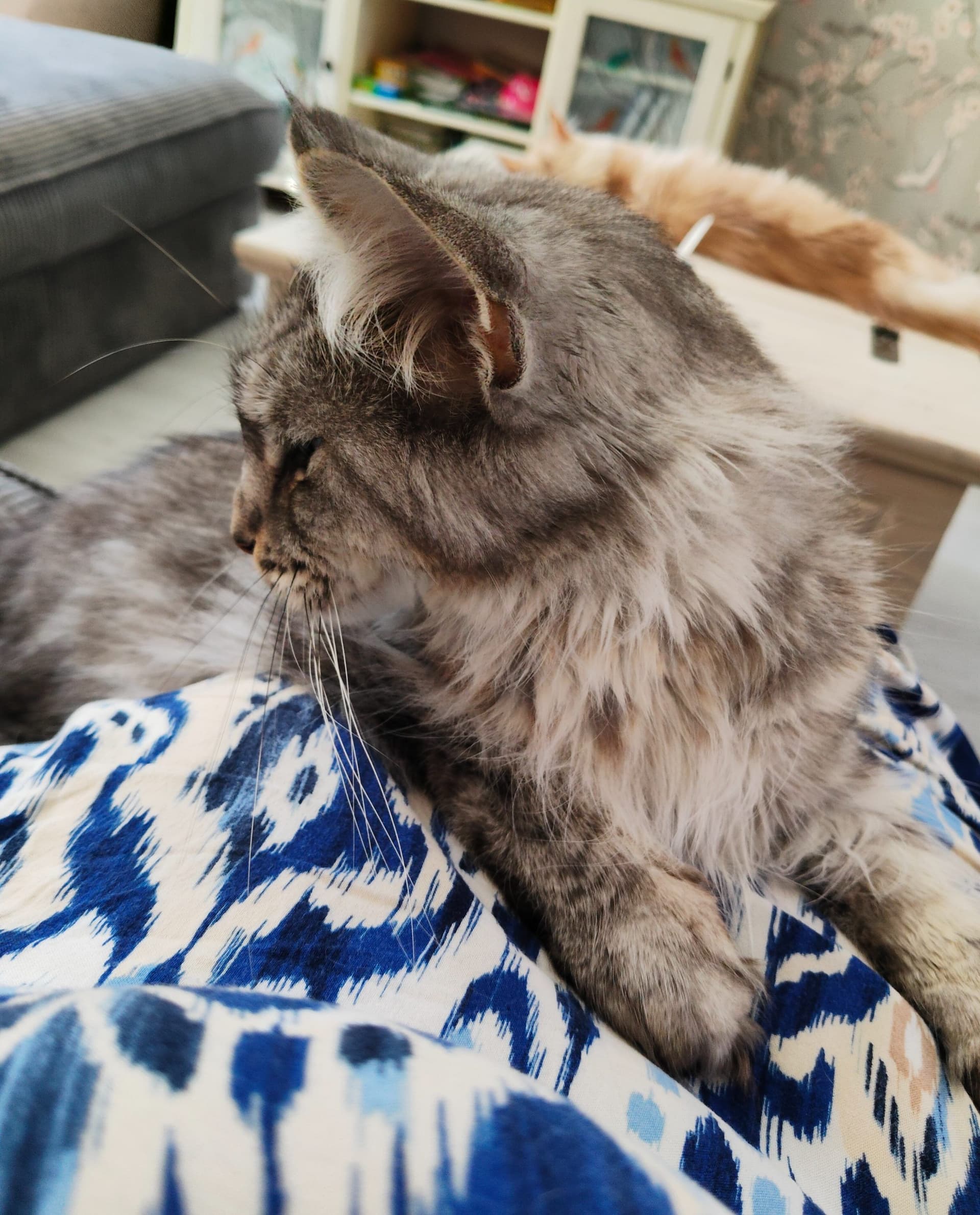 Moeder van Maine Coon kittens met stamboom