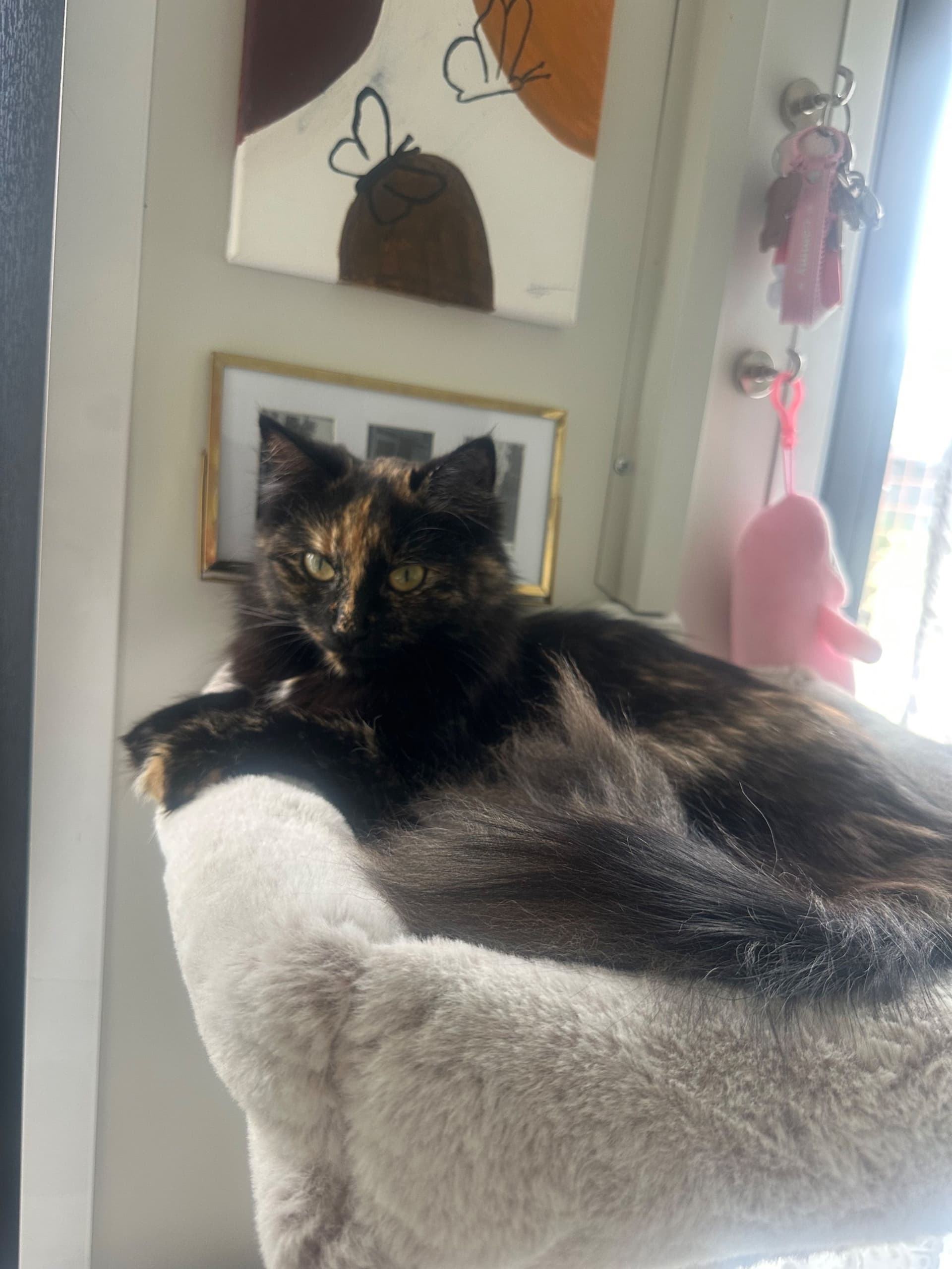 Moeder van Prachtige kittens zoeken een warm nieuw huis
