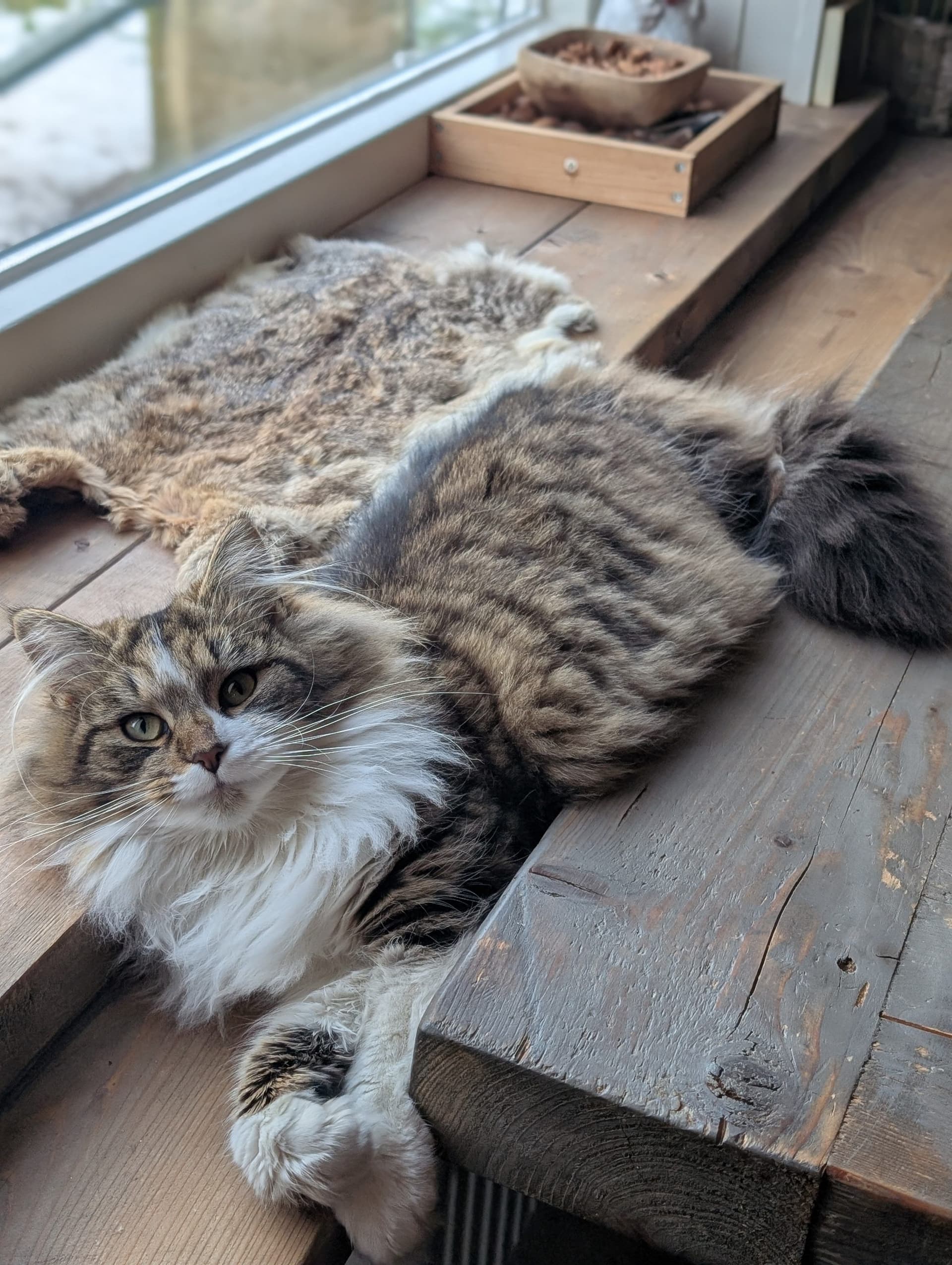 Moeder van Noorse Boskat x kittens