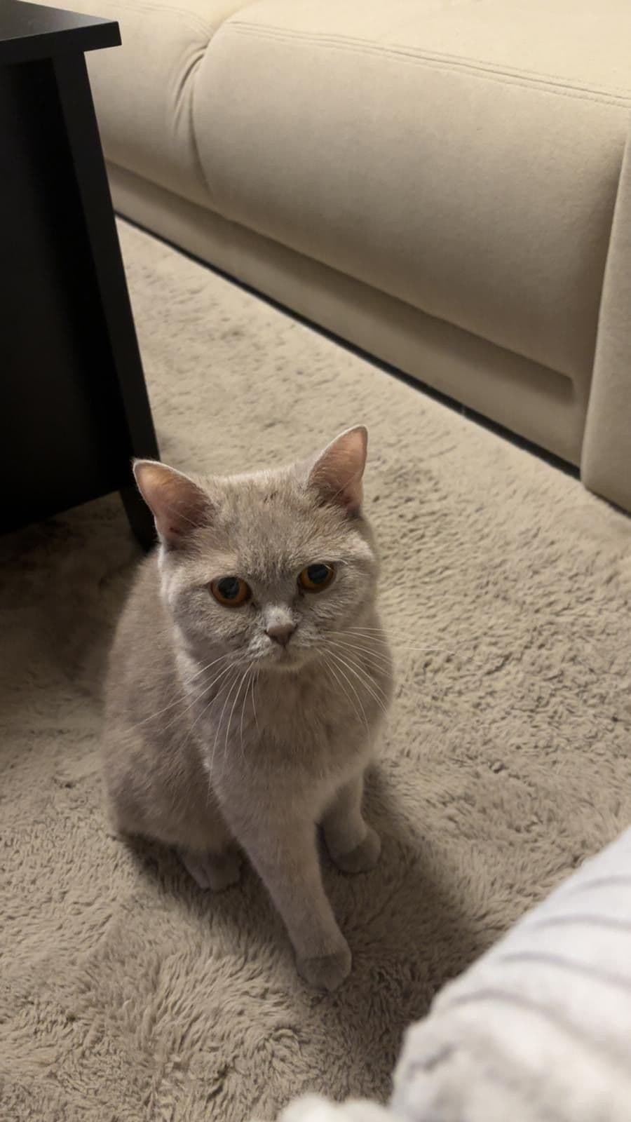 Moeder van Kittens (Heerlen)