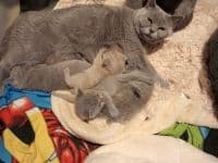 Moeder van BHK Brits Korthaar kittens