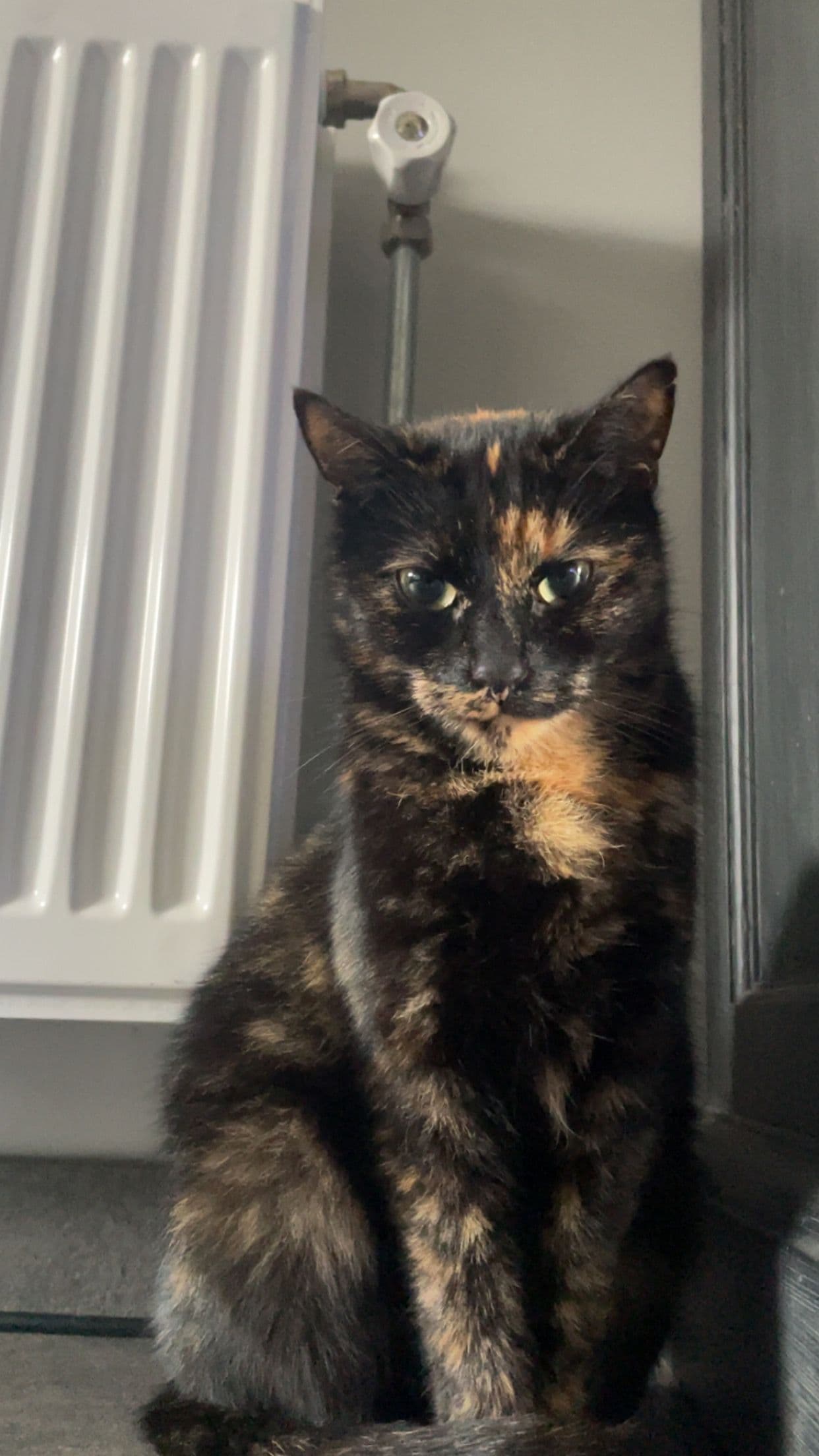 Moeder van Nestje van 5 kittens.