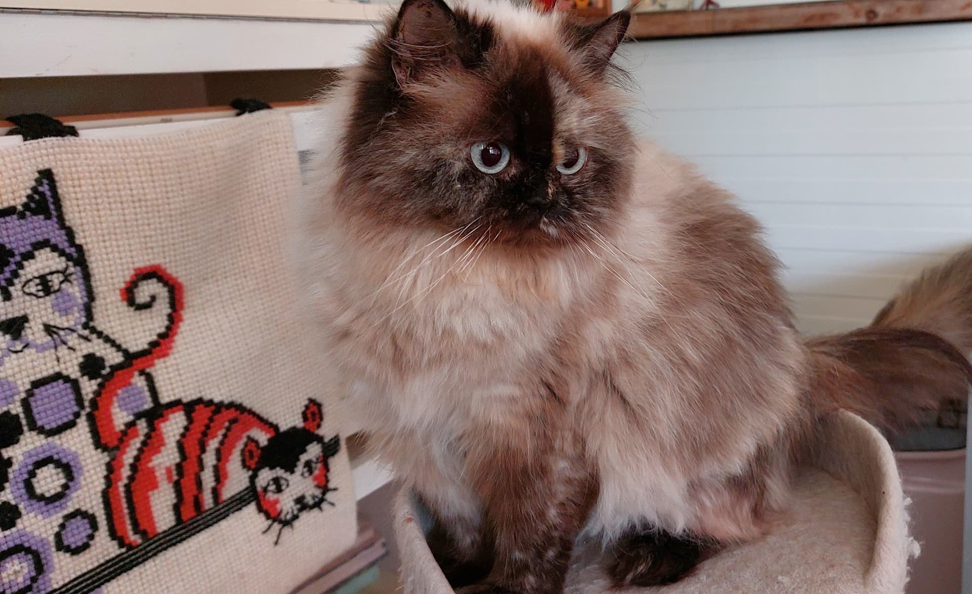 Moeder van Herplaatsing van moeder en dochter Perz seal tortie colourpoint