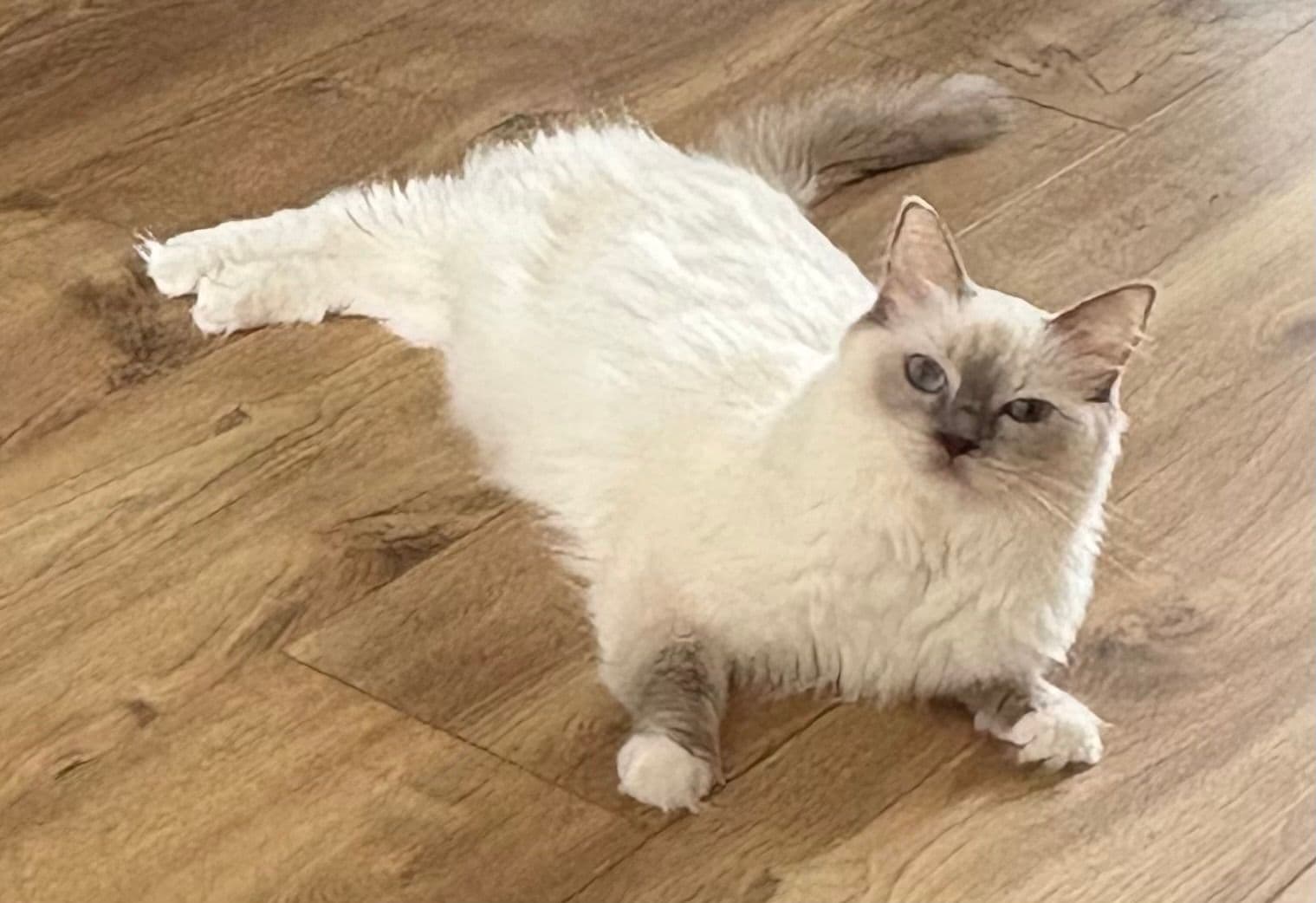 Moeder van Ragdoll kitten