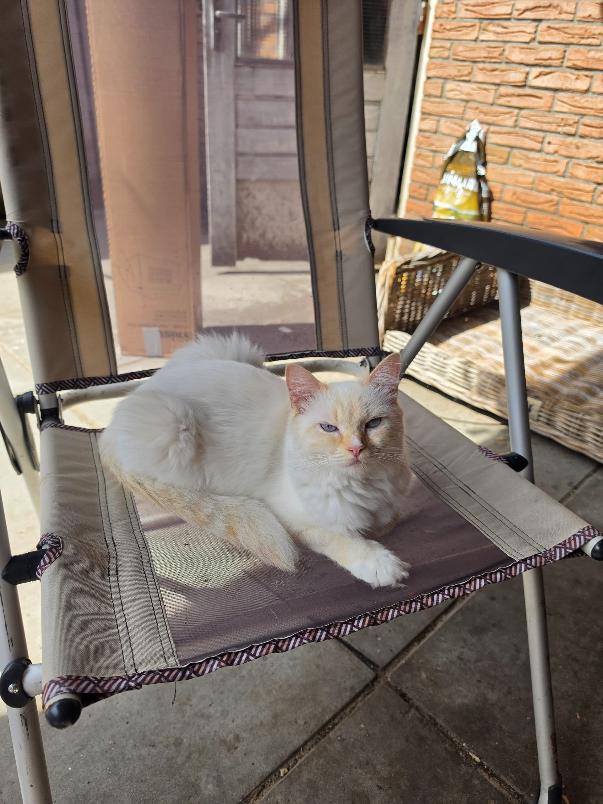 Moeder van Ragdoll fokpoesje met stamboom in Almelo