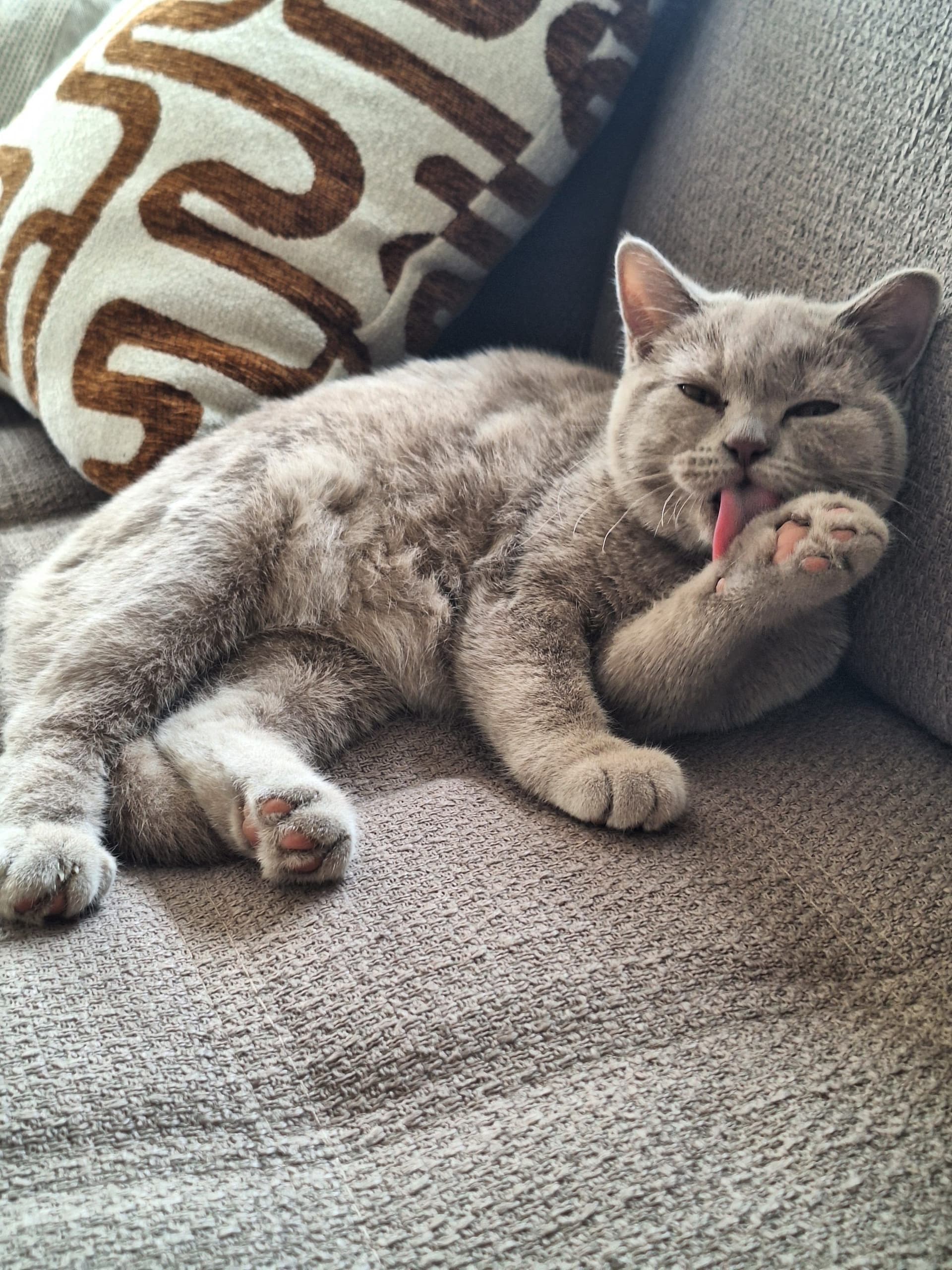 Moeder van Lieve Britse Korthaar kittens lilac en blauw/grijs