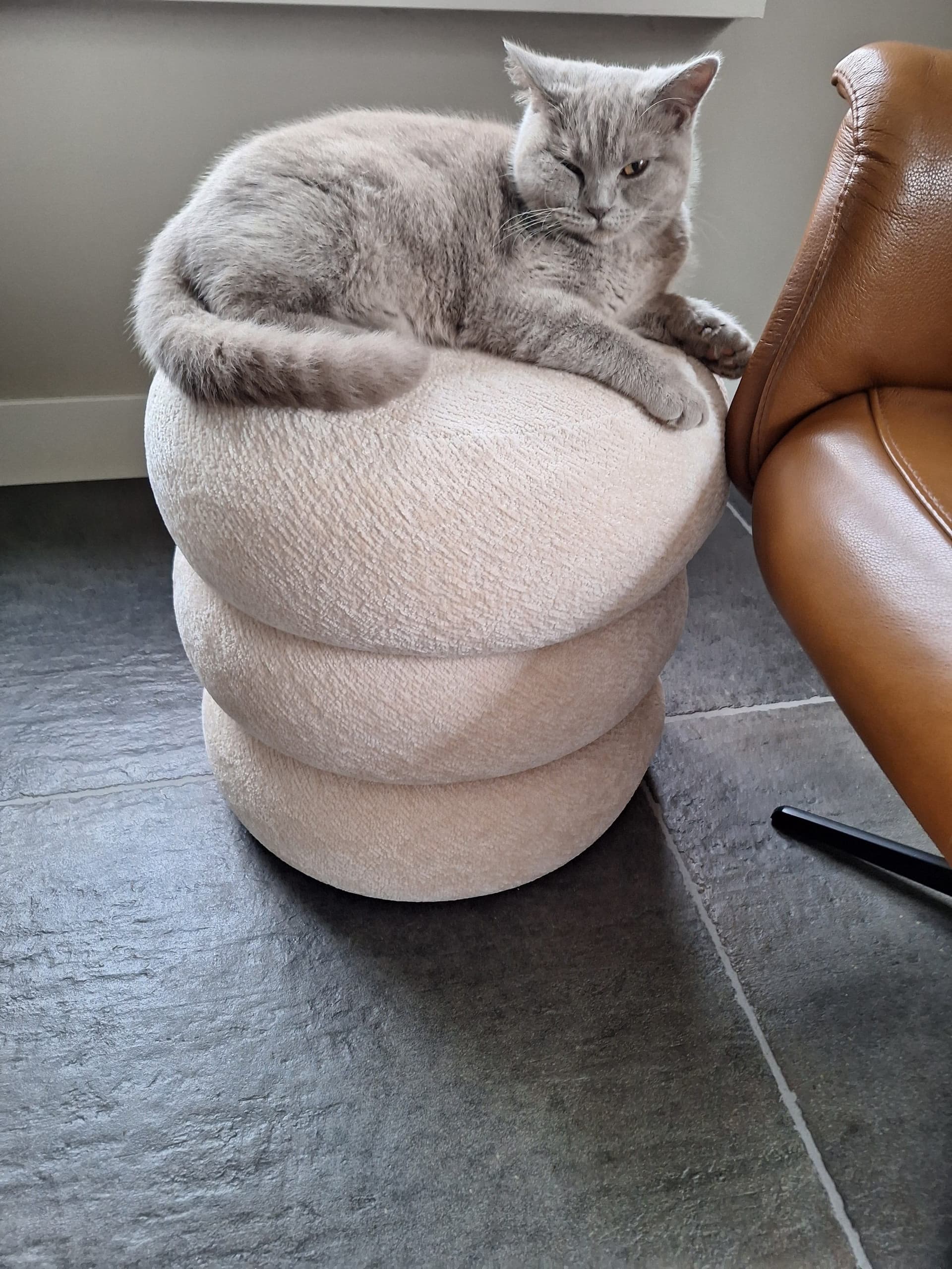 Moeder van Lieve Britse Korthaar kittens lilac en blauw/grijs
