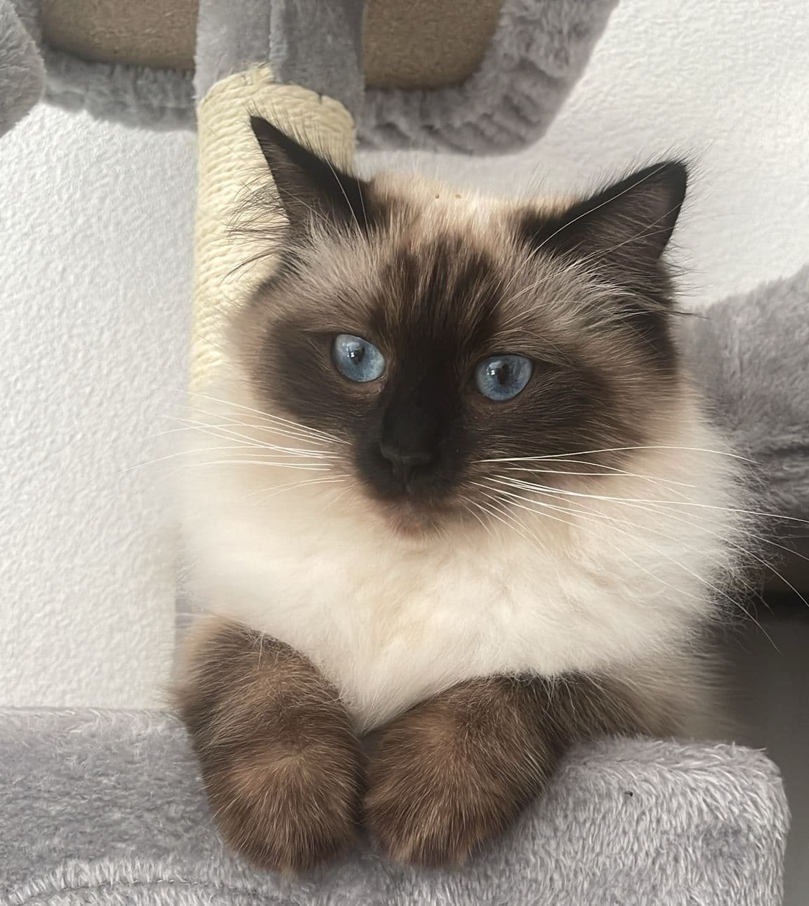 Moeder van Ragdoll kitten Wijchen ( nabij Nijmegen)