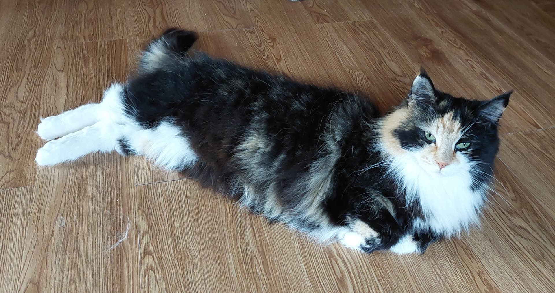 Moeder van Noorse Boskat kitten in Stadskanaal