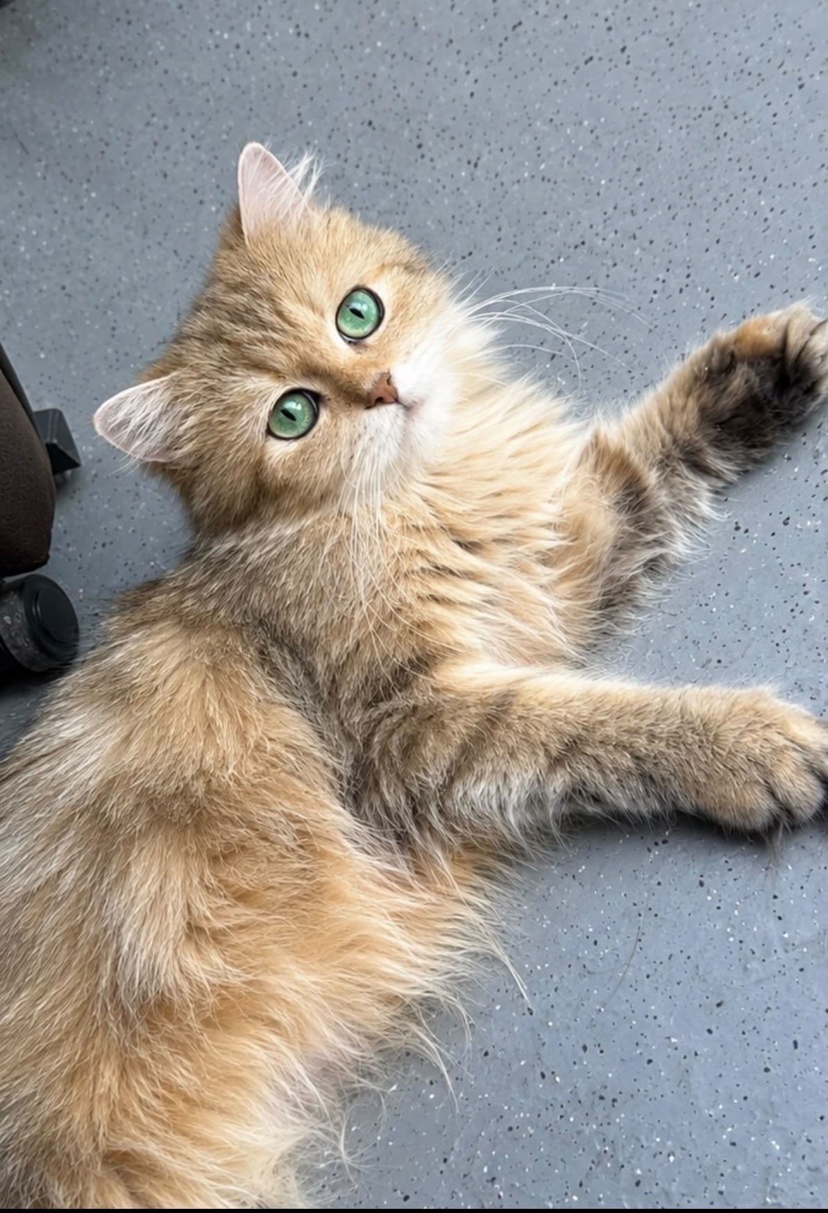 Moeder van British langhaar kittens