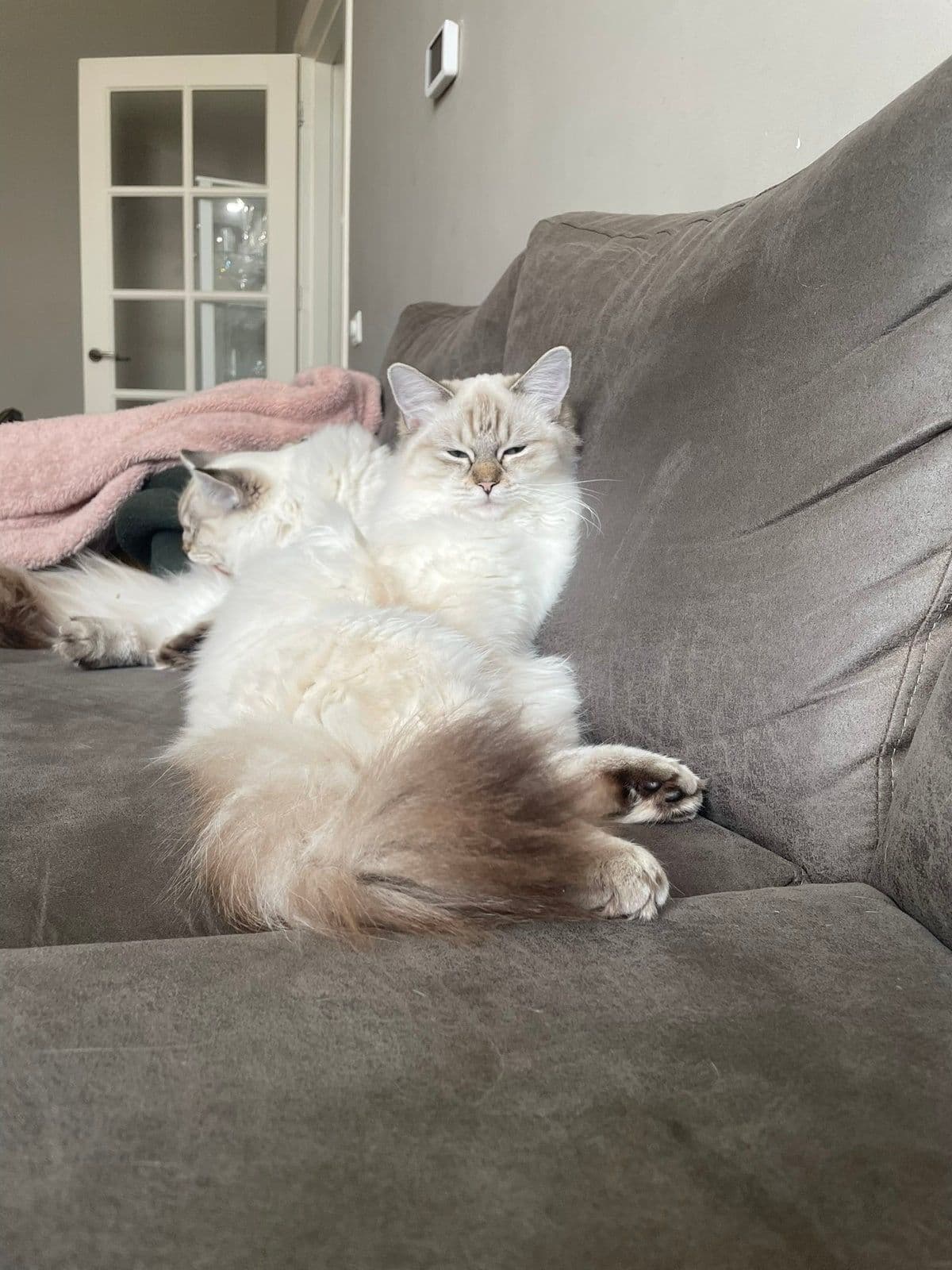 Moeder van 4 Tabby ragdoll kittens, 2 katers 2 meisjes